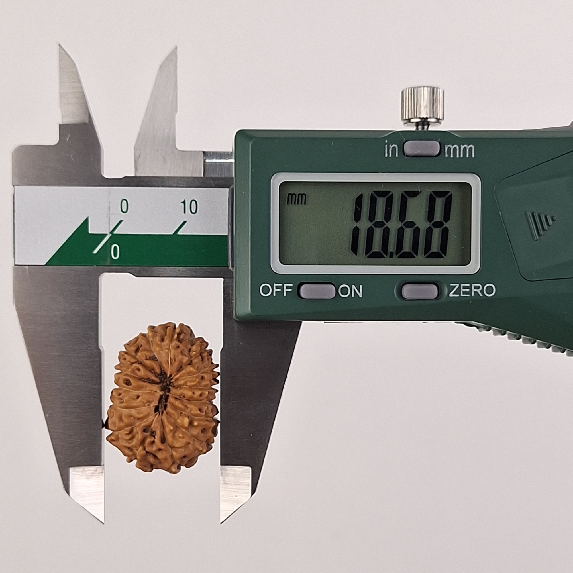 15 Mukhi Java Rudraksha 18.68 mm width measurement