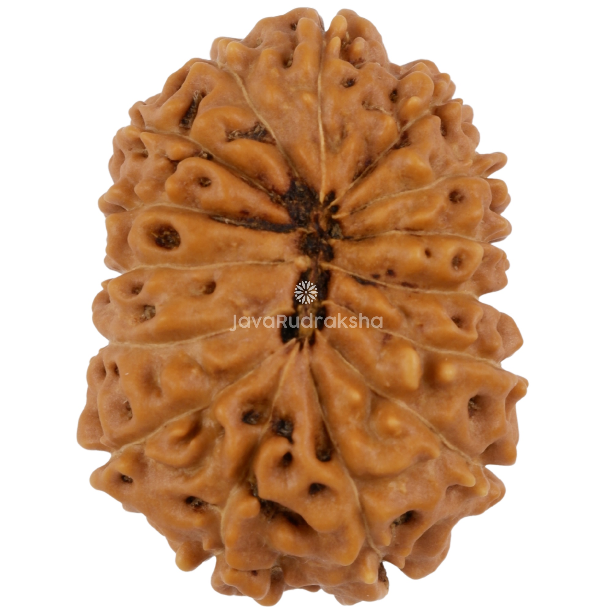 15 Mukhi Java Rudraksha 24.65 mm bottom view