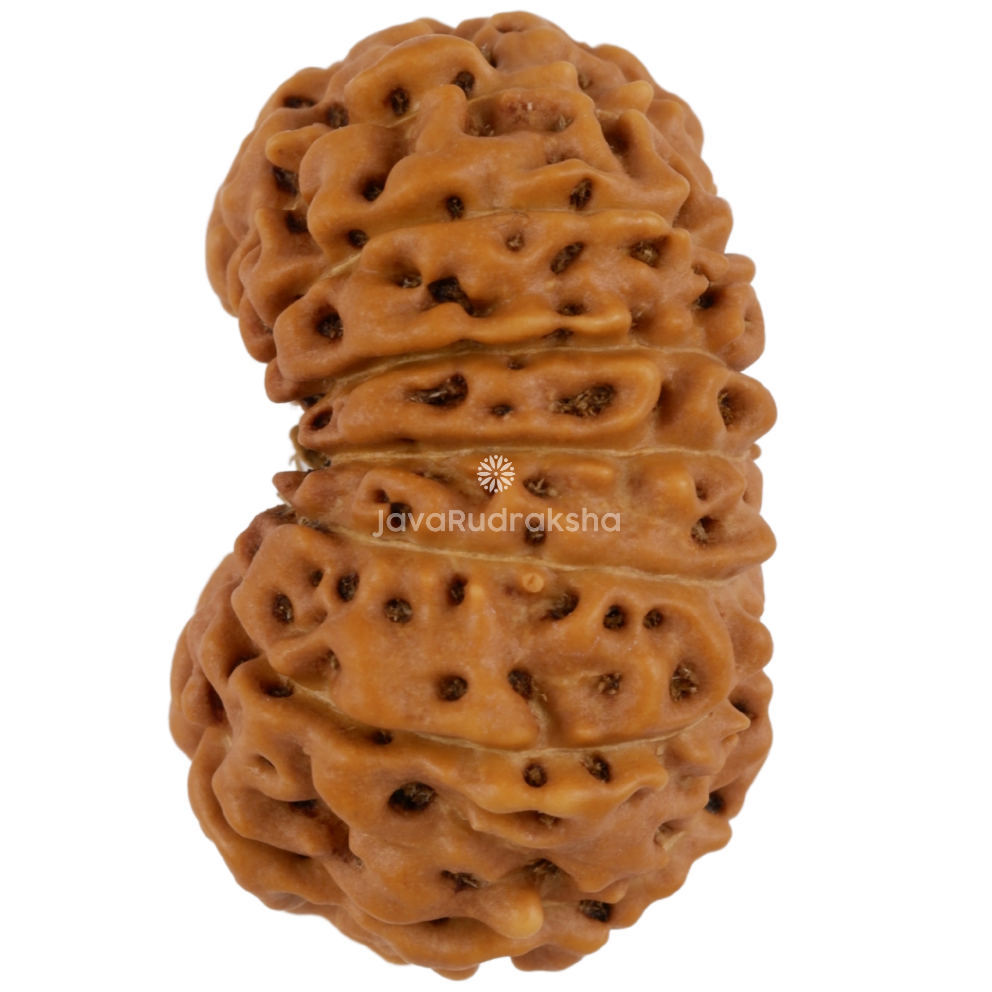 15 Mukhi Java Rudraksha 24.65 mm left side angle