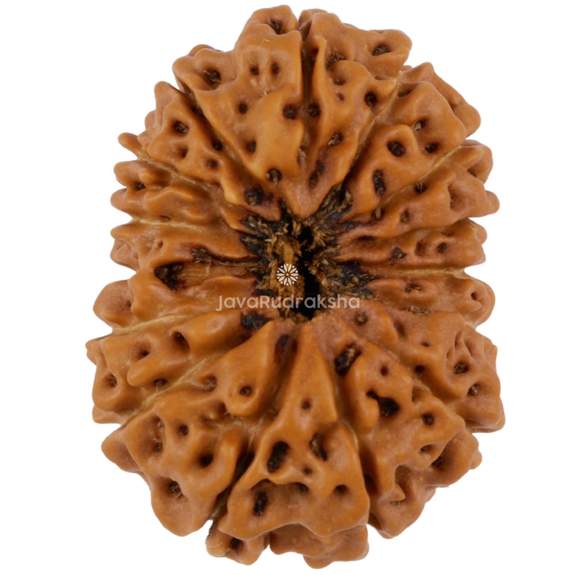 15 Mukhi Java Rudraksha 24.65 mm top view