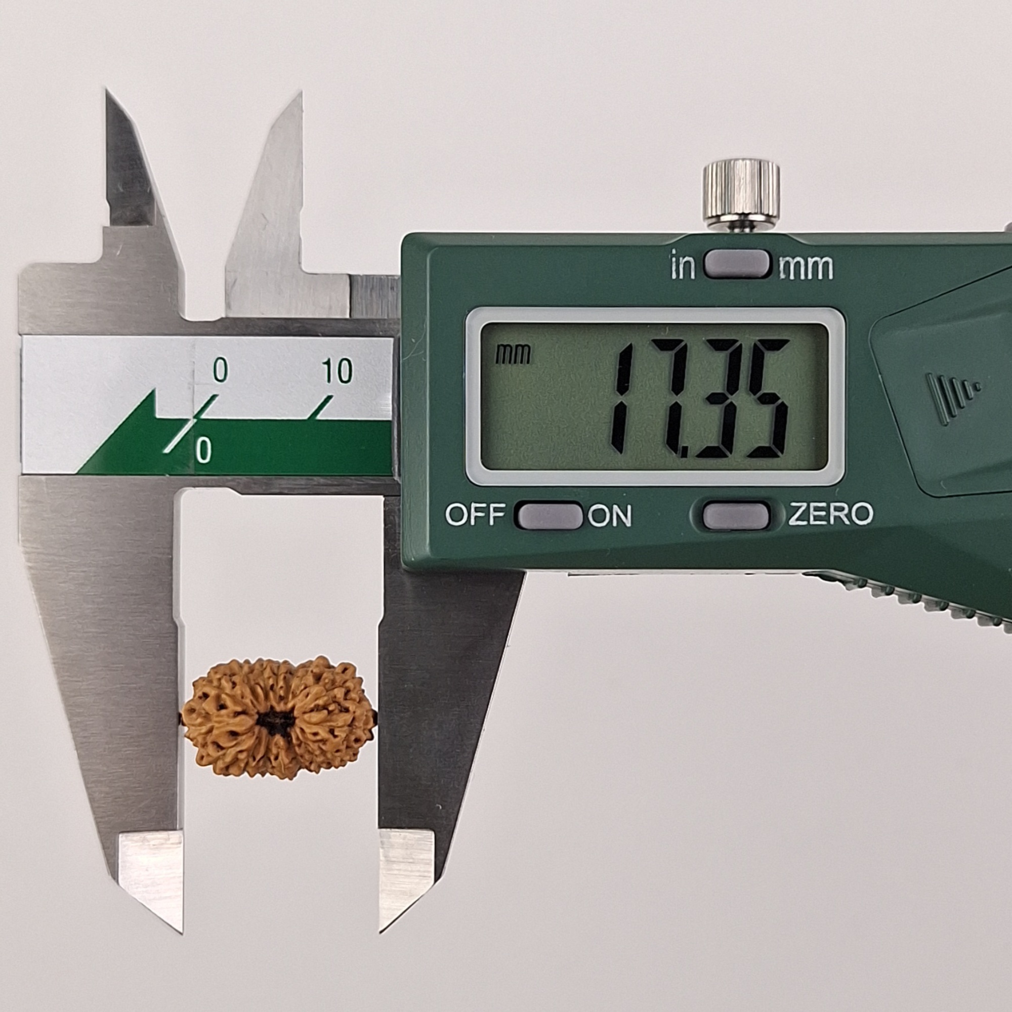 16 Mukhi Java Rudraksha 17.35 mm length measurement