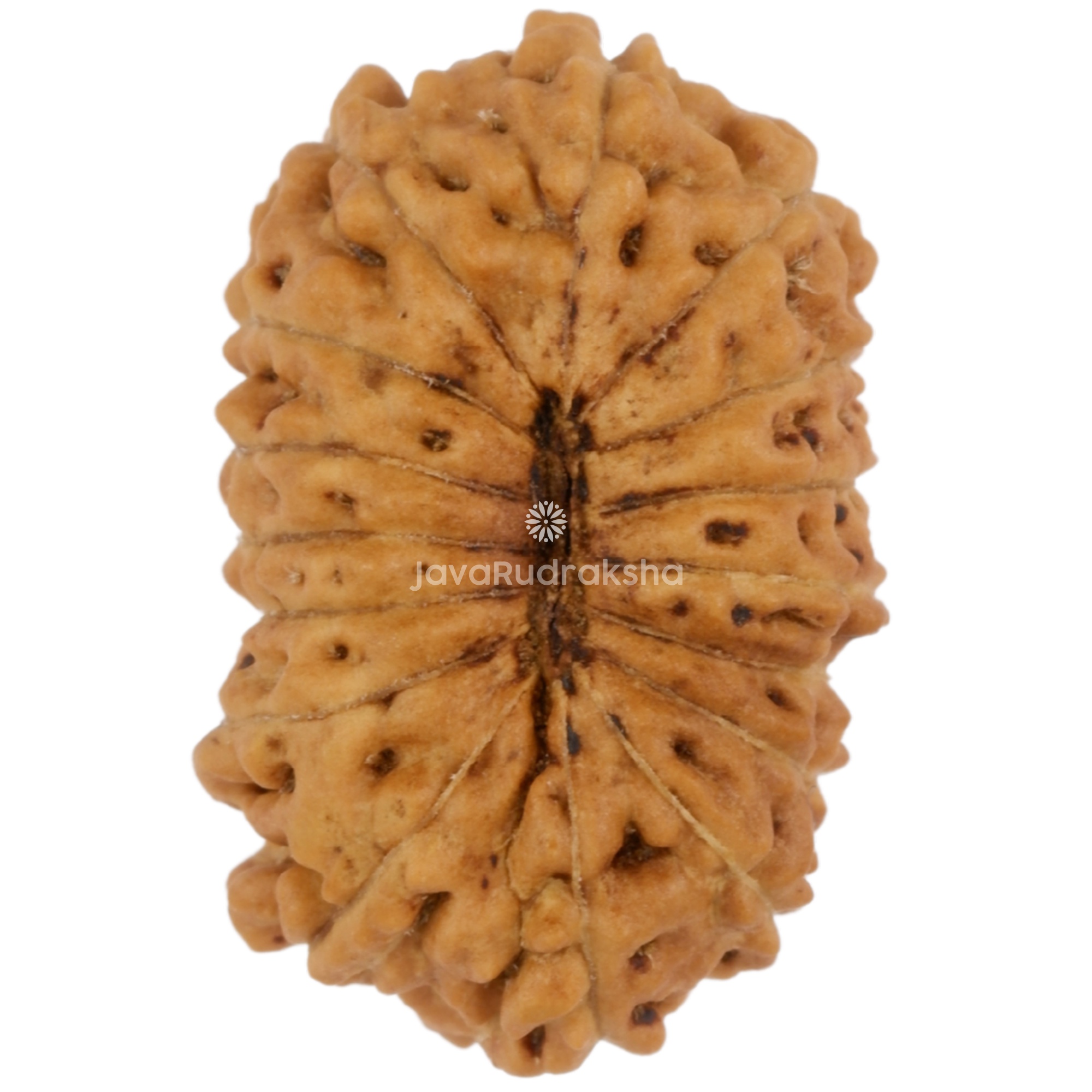 16 Mukhi Java Rudraksha 17.35 mm bottom view