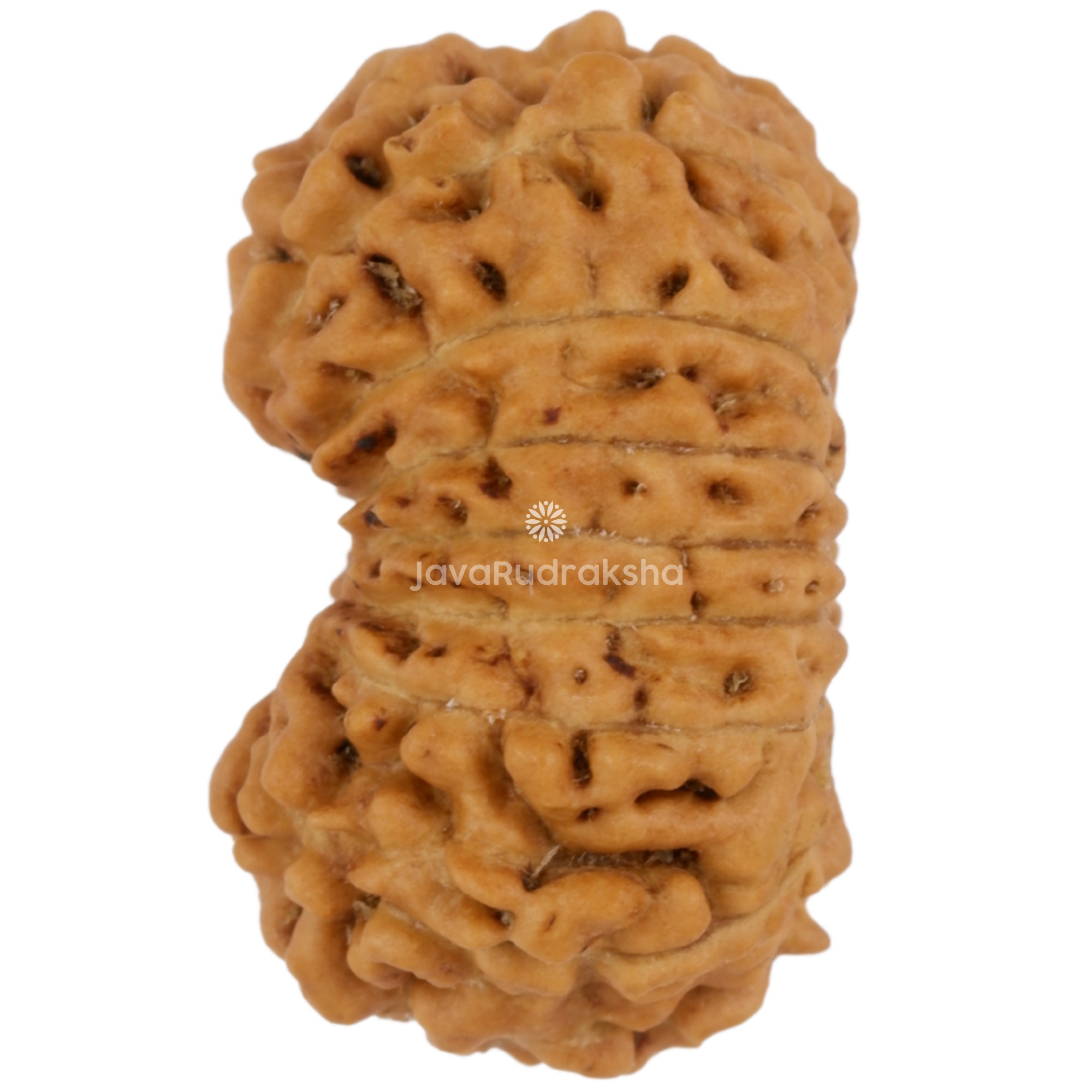 16 Mukhi Java Rudraksha 17.35 mm left side angle