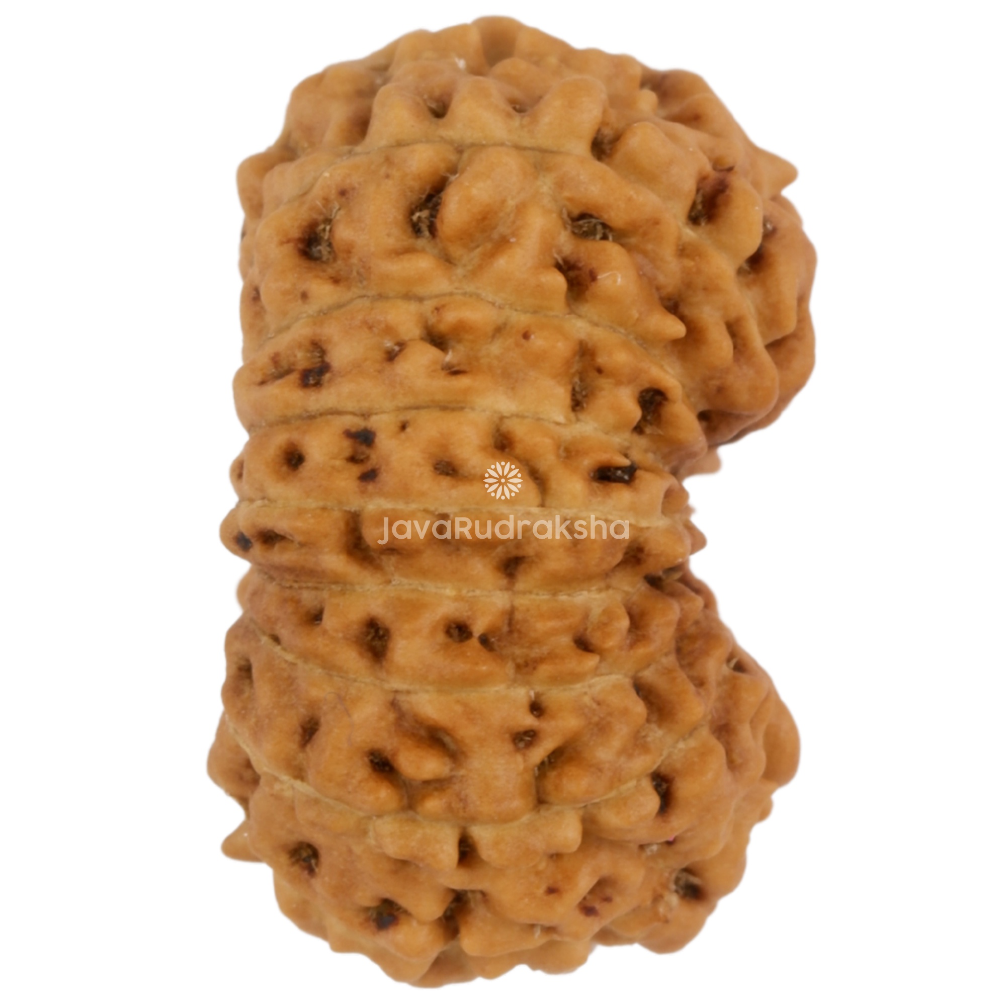 16 Mukhi Java Rudraksha 17.35 mm right side angle