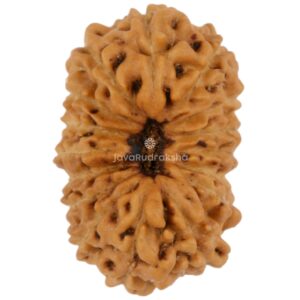 16 Mukhi Java Rudraksha 17.35 mm top view