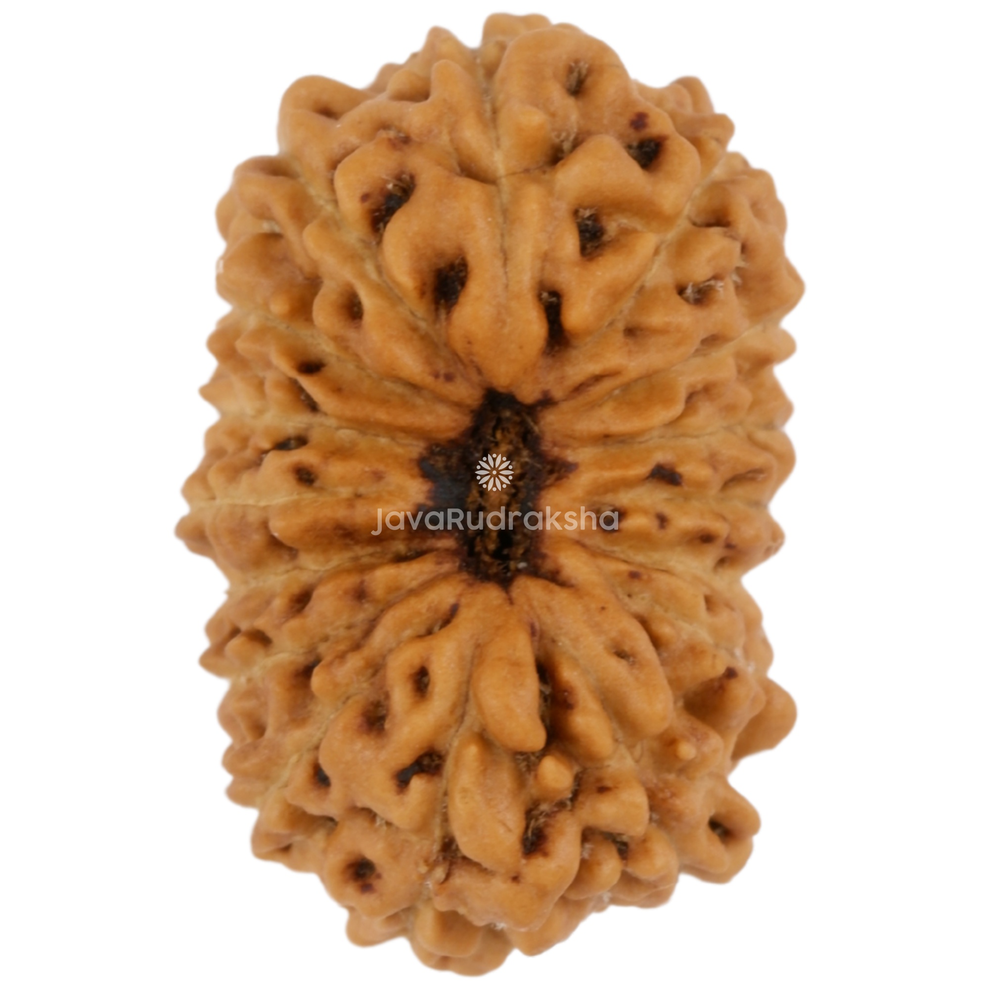 16 Mukhi Java Rudraksha 17.35 mm top view