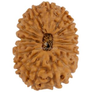 16 Mukhi Java Rudraksha 18.02 mm top view