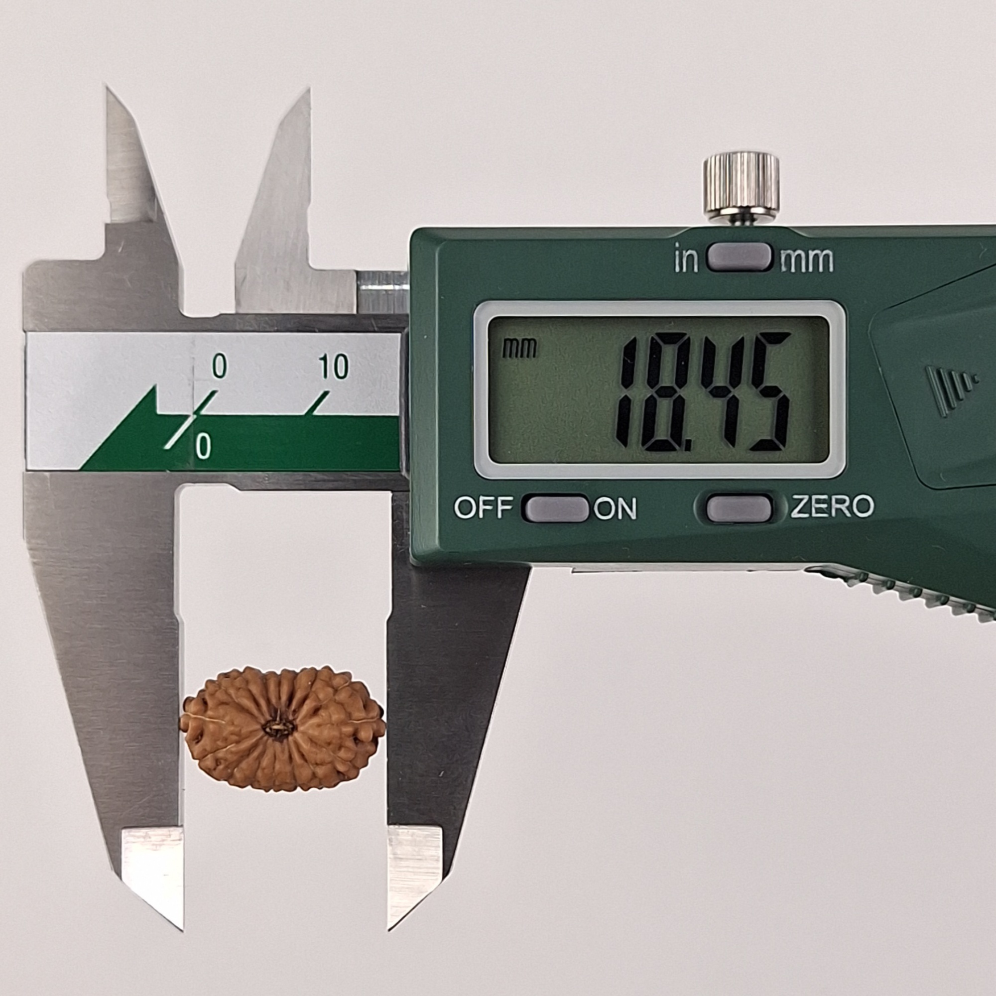 16 Mukhi Java Rudraksha 18.45 mm length measurement