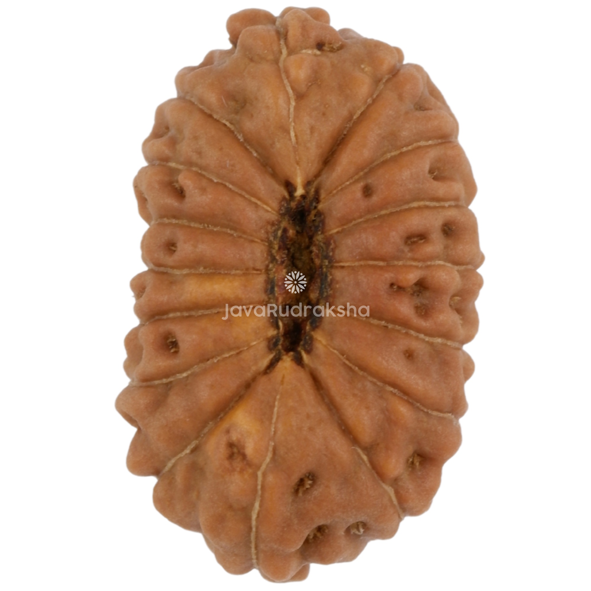 16 Mukhi Java Rudraksha 18.45 mm bottom view