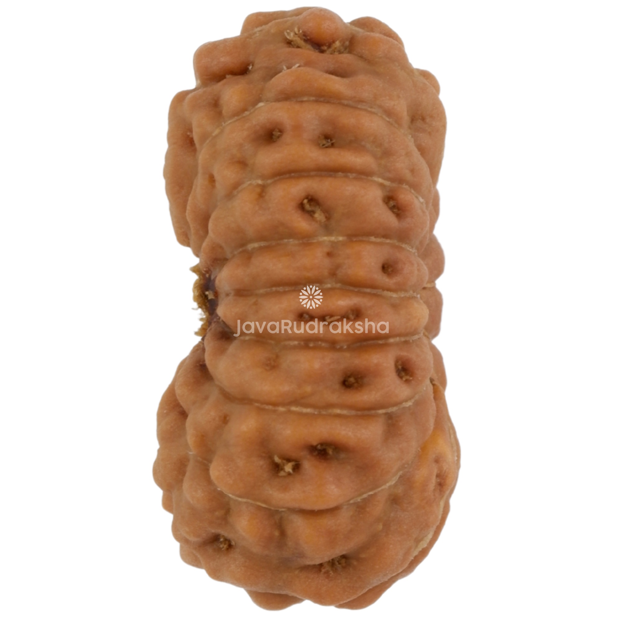 16 Mukhi Java Rudraksha 18.45 mm left side angle