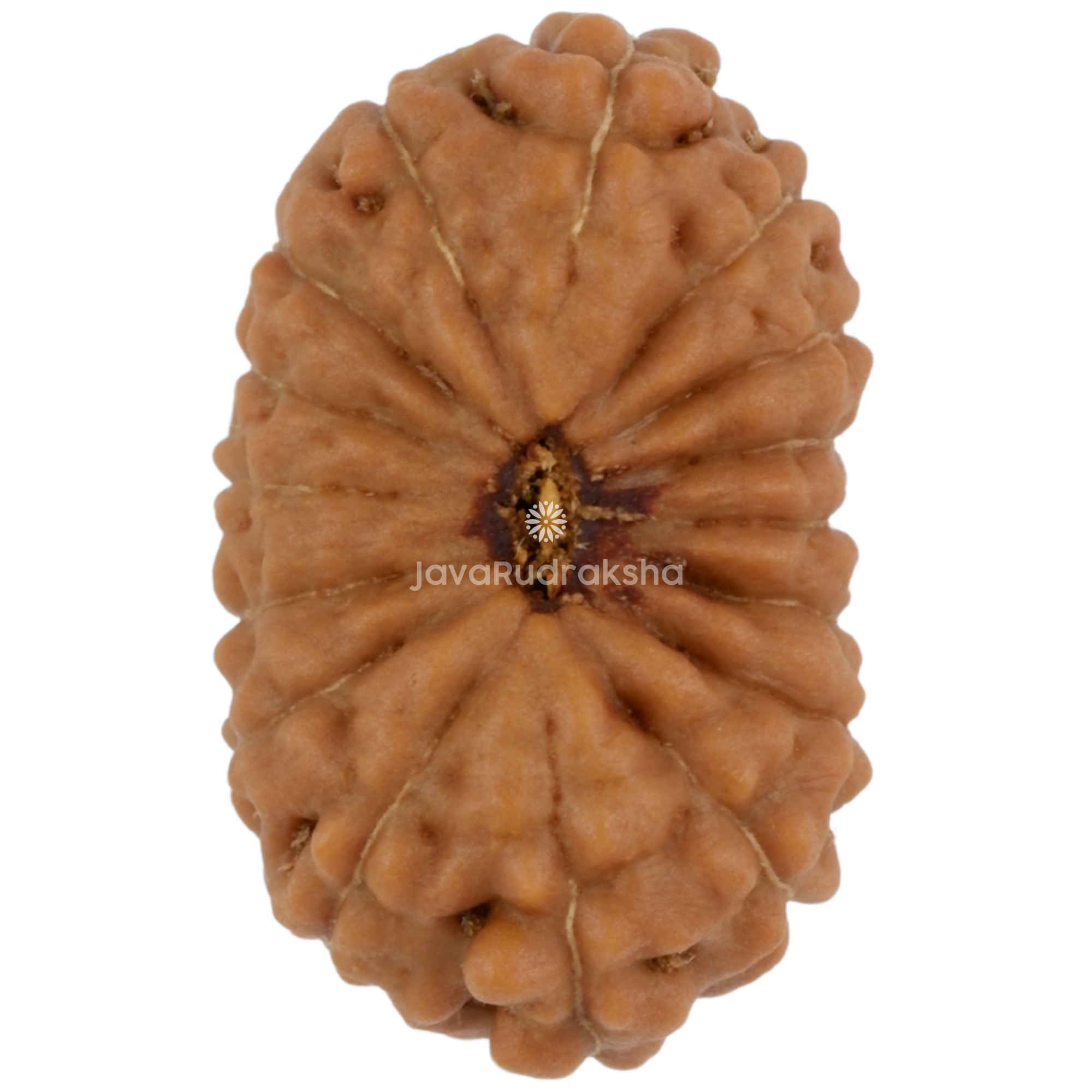 16 Mukhi Java Rudraksha 18.45 mm top view