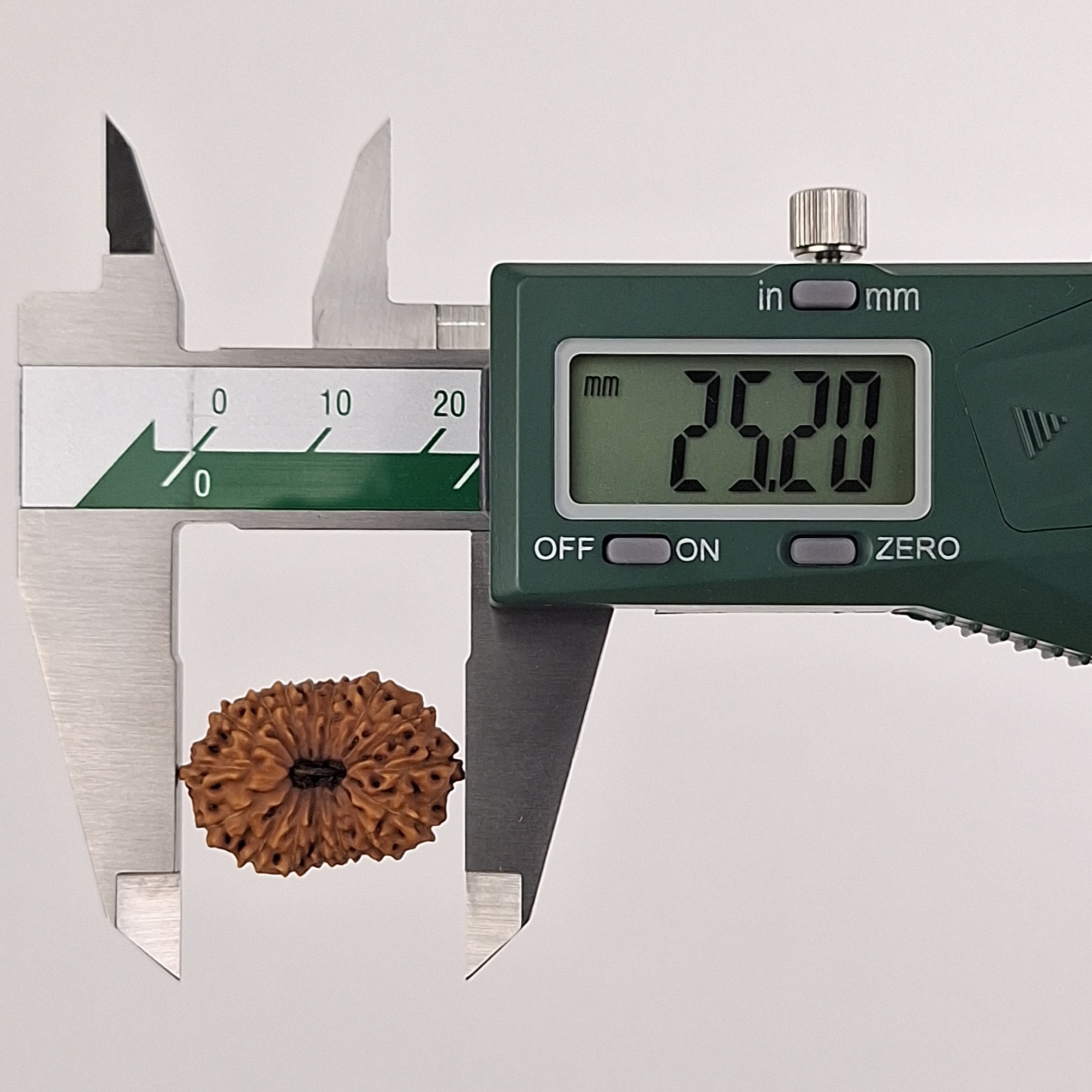 16 Mukhi Java Rudraksha 25.20 mm length measurement