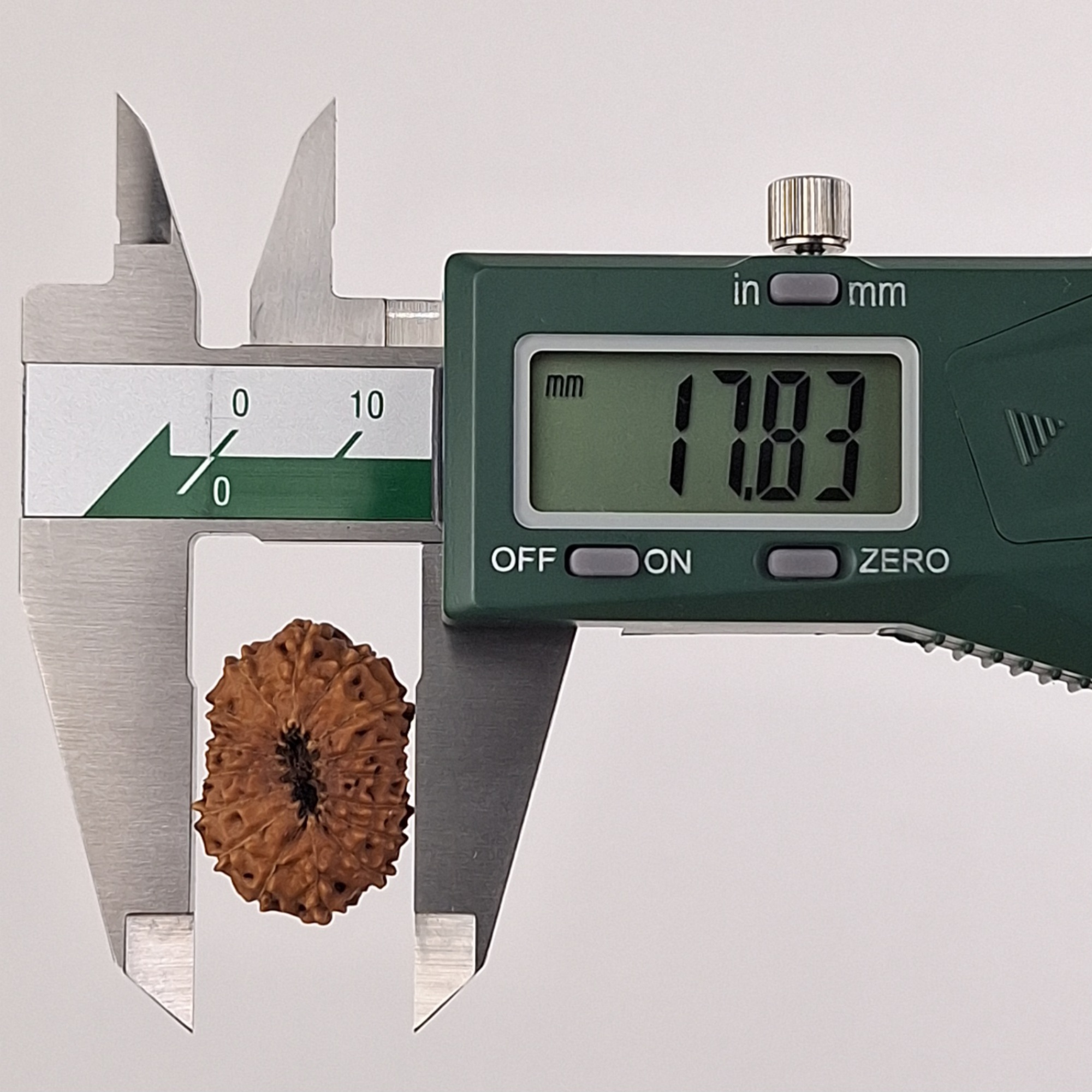 16 Mukhi Java Rudraksha 17.83 mm width measurement