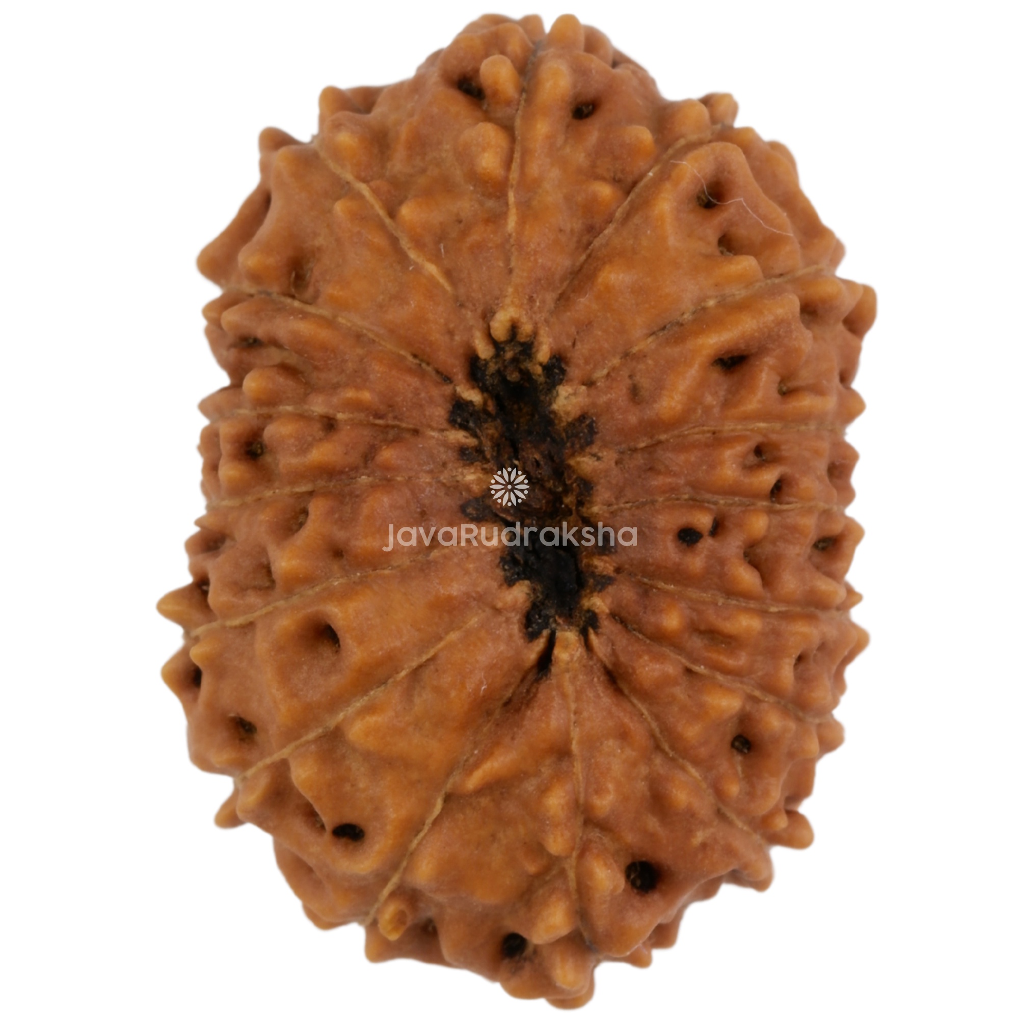 16 Mukhi Java Rudraksha 25.20 mm bottom view