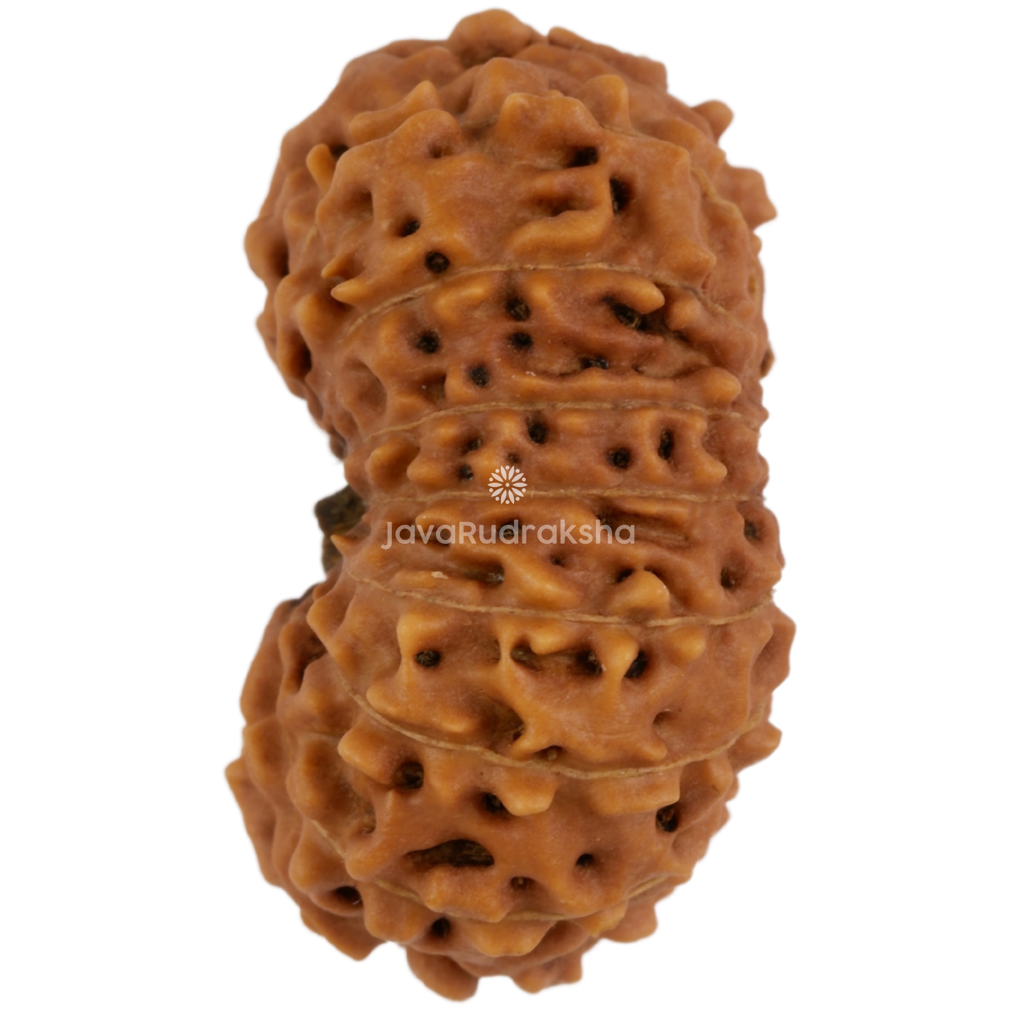 16 Mukhi Java Rudraksha 25.20 mm left side angle
