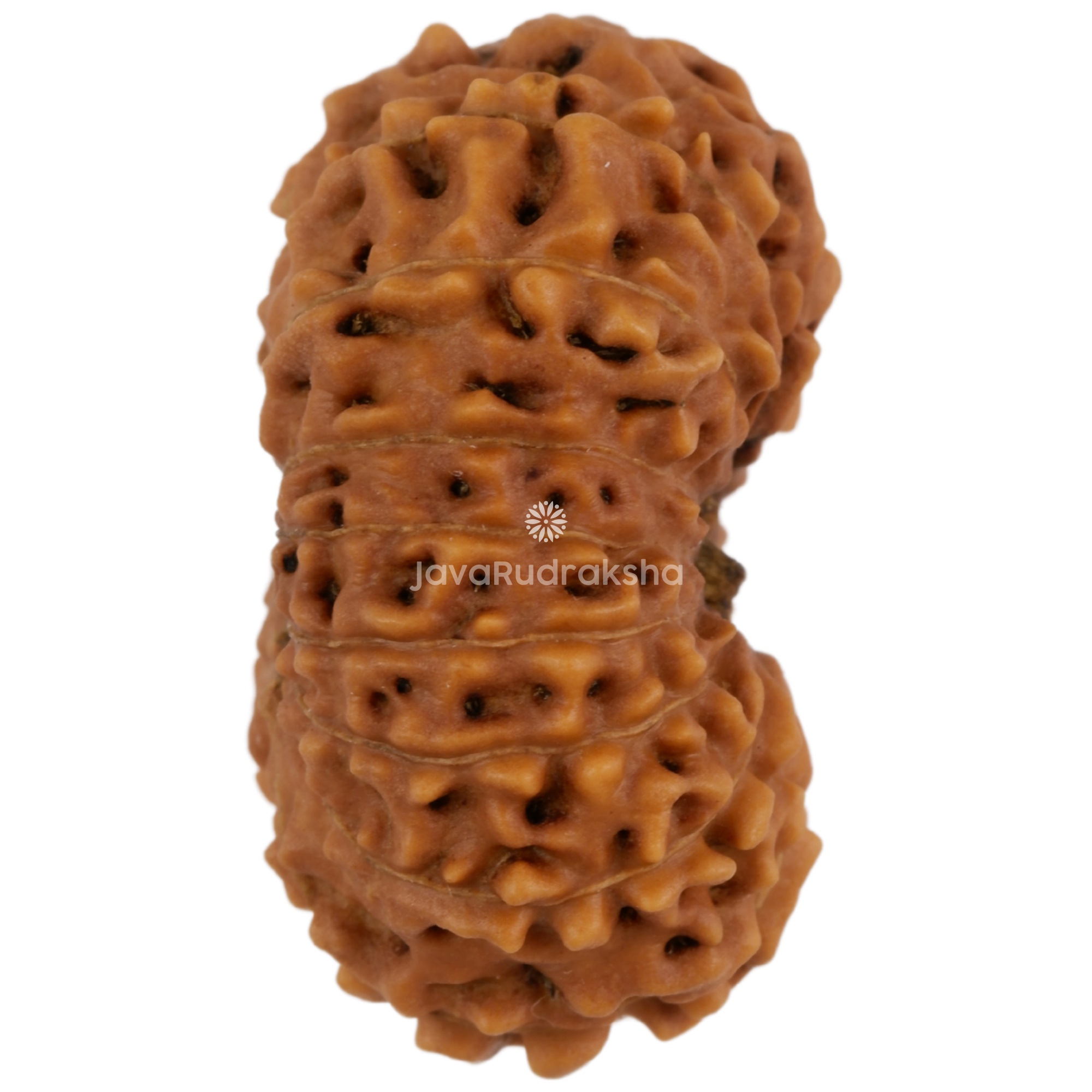 16 Mukhi Java Rudraksha 25.20 mm right side angle