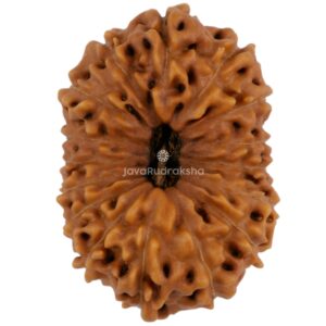 16 Mukhi Java Rudraksha 25.20 mm top view