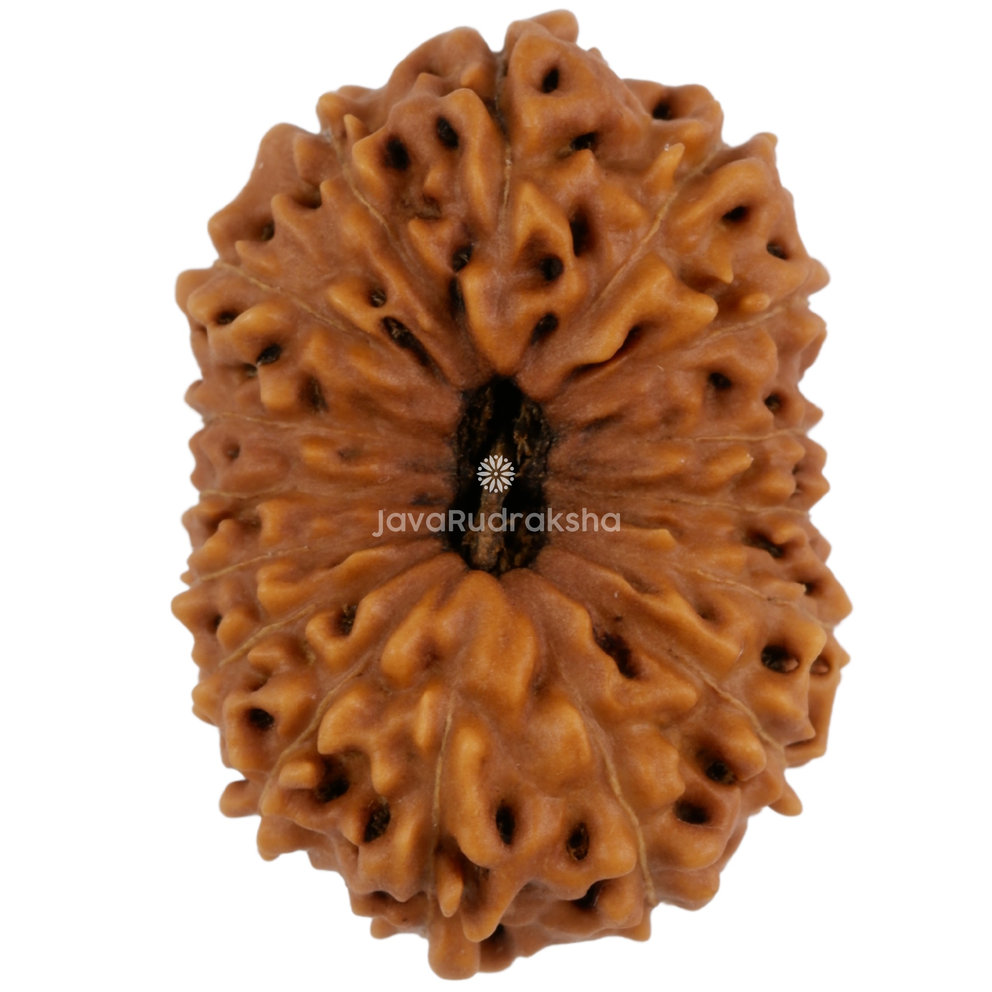 16 Mukhi Java Rudraksha 25.20 mm top view