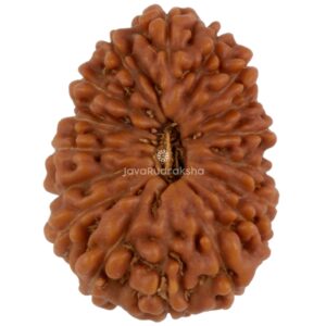 17 Mukhi Java Rudraksha 19.30 mm top view