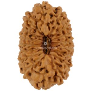 17 Mukhi Java Rudraksha 21.02 mm top view