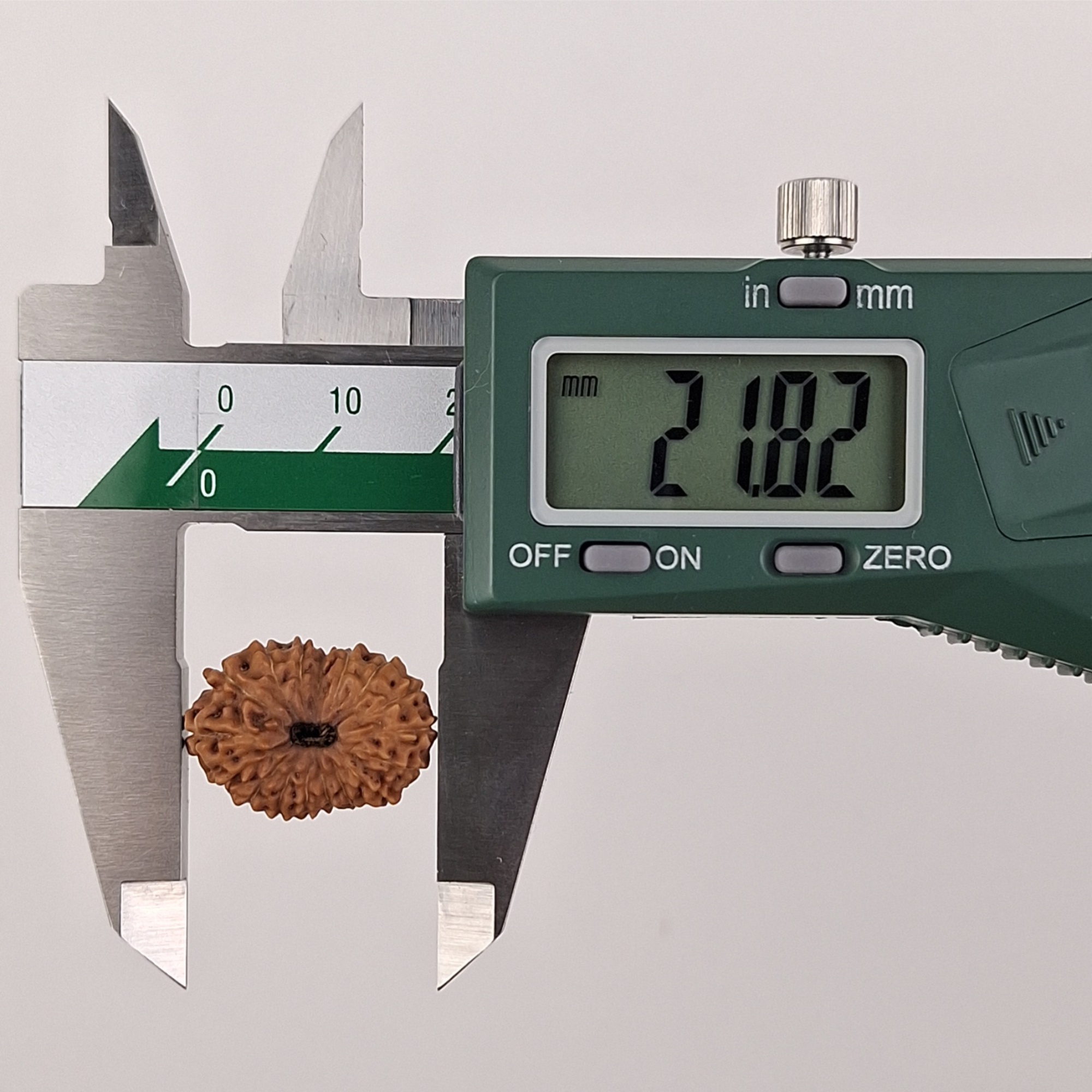 17 Mukhi Java Rudraksha 21.82 mm length measurement