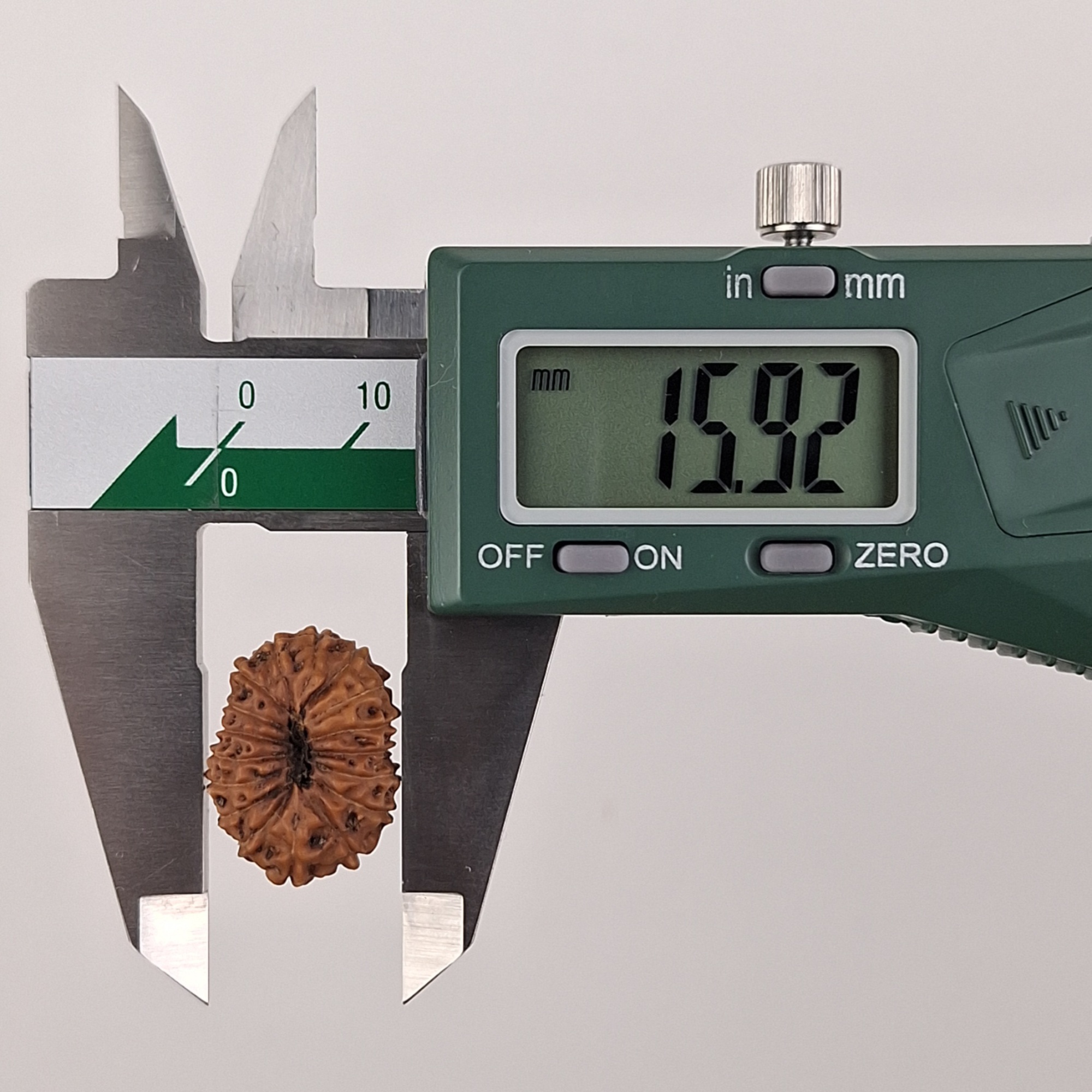 17 Mukhi Java Rudraksha 15.92 mm width measurement