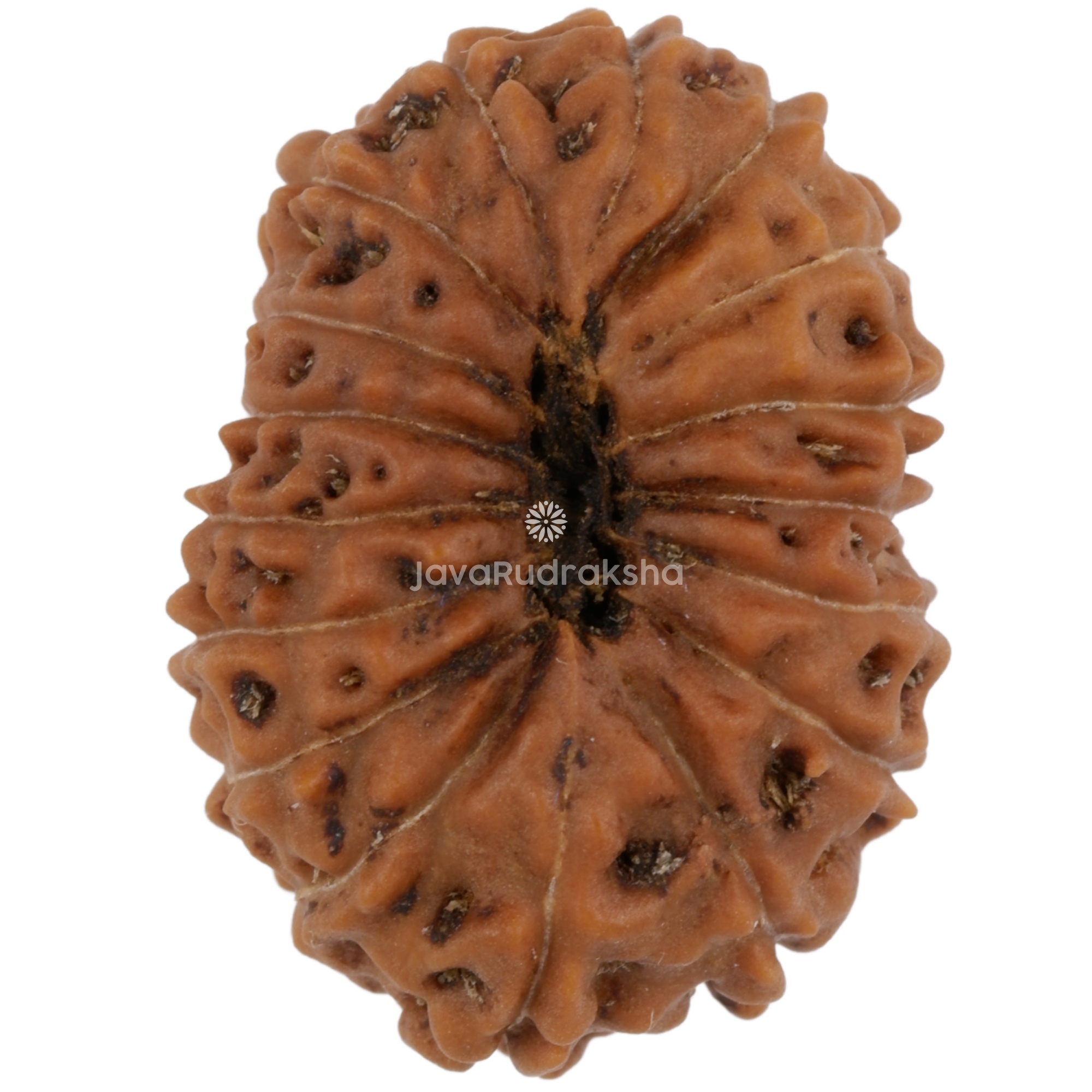 17 Mukhi Java Rudraksha 21.82 mm bottom view