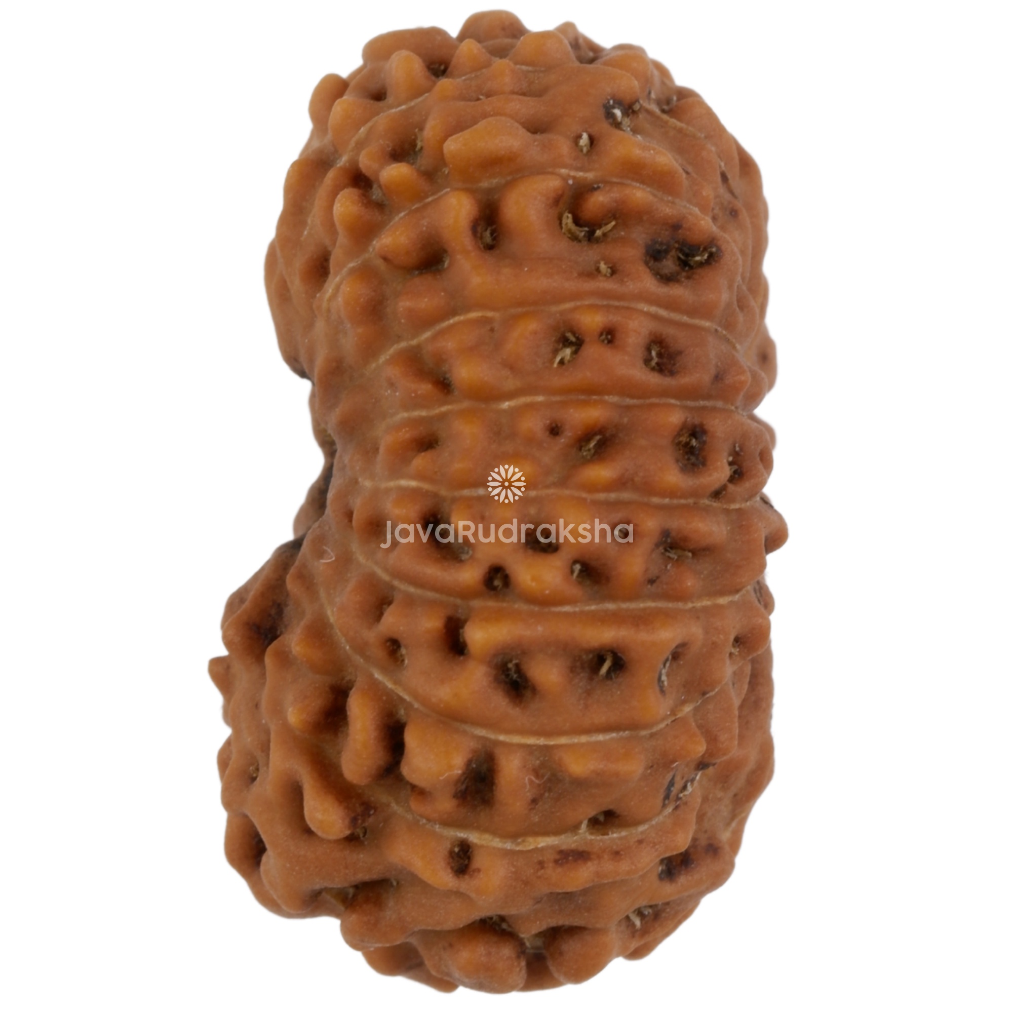 17 Mukhi Java Rudraksha 21.82 mm left side angle