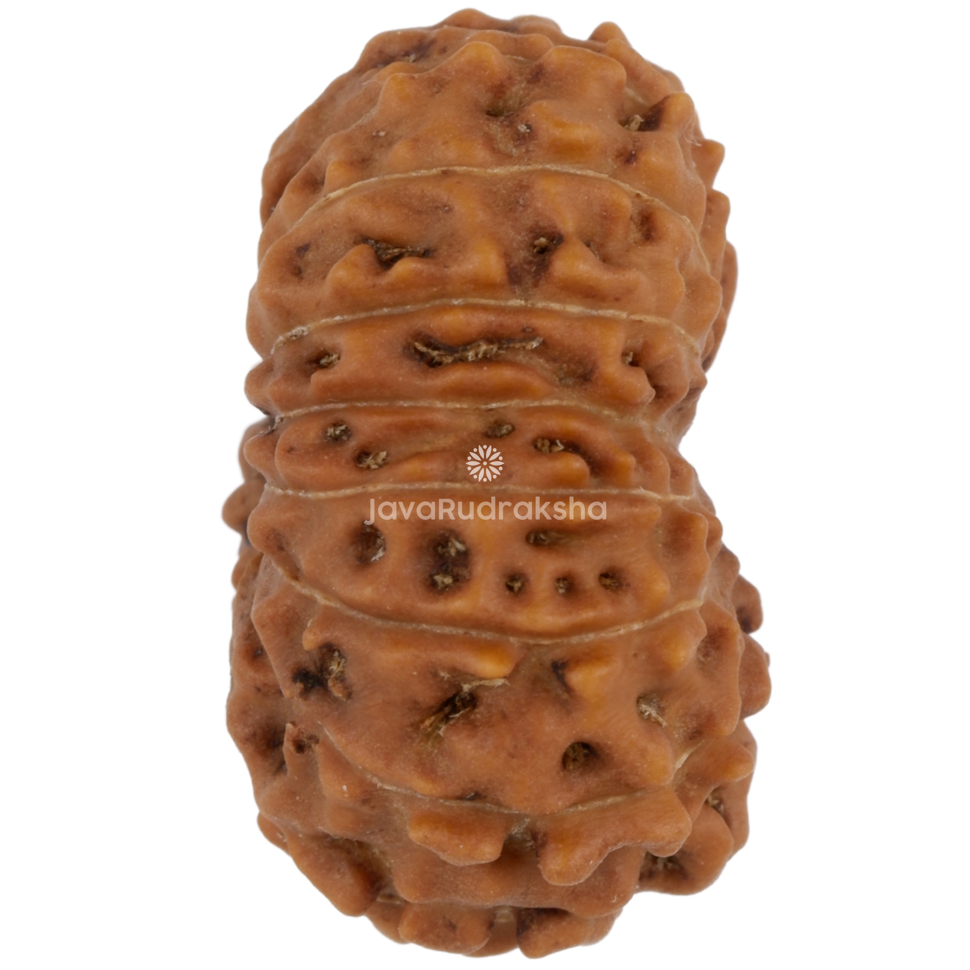 17 Mukhi Java Rudraksha 21.82 mm right side angle