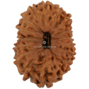 17 Mukhi Java Rudraksha 21.82 mm top view