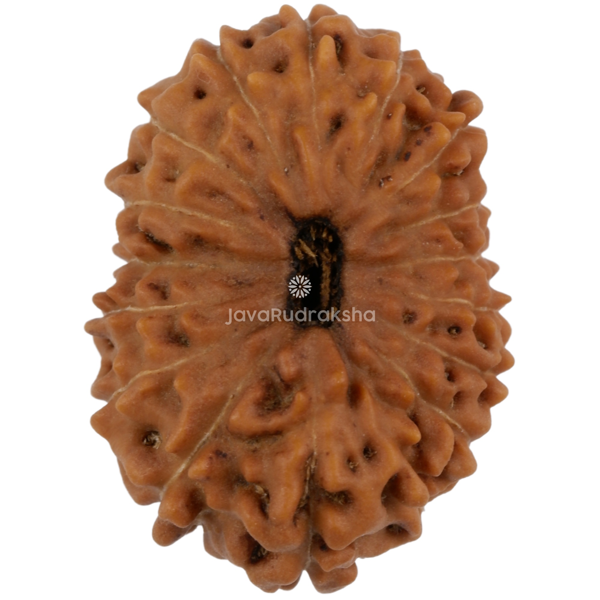 17 Mukhi Java Rudraksha 21.82 mm top view