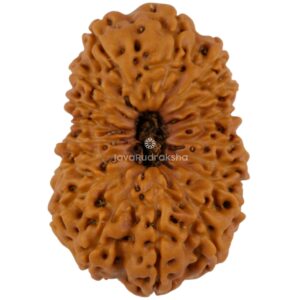 17 Mukhi Java Rudraksha 25.39 mm top view