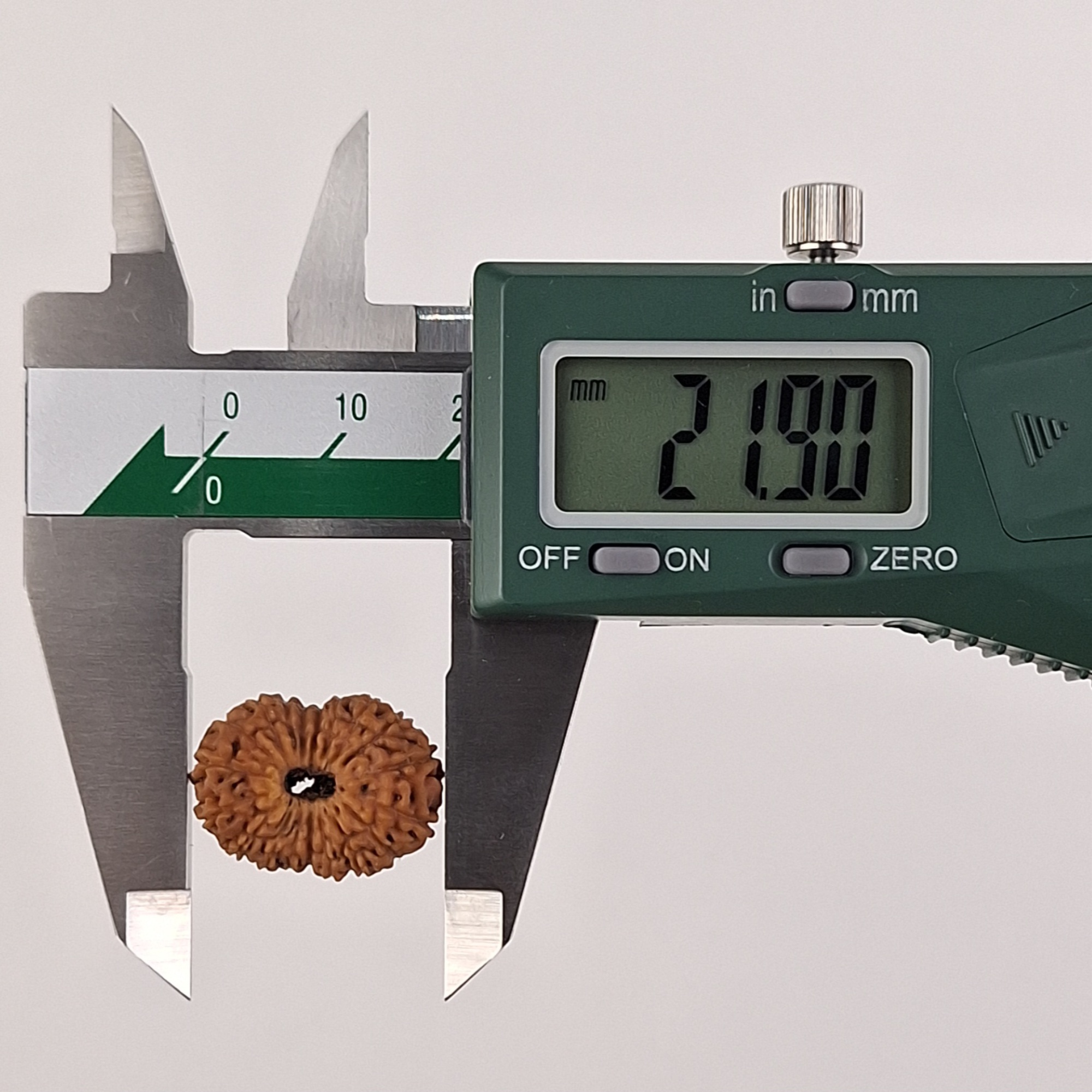 19 Mukhi Java Rudraksha 21.90 mm length measurement