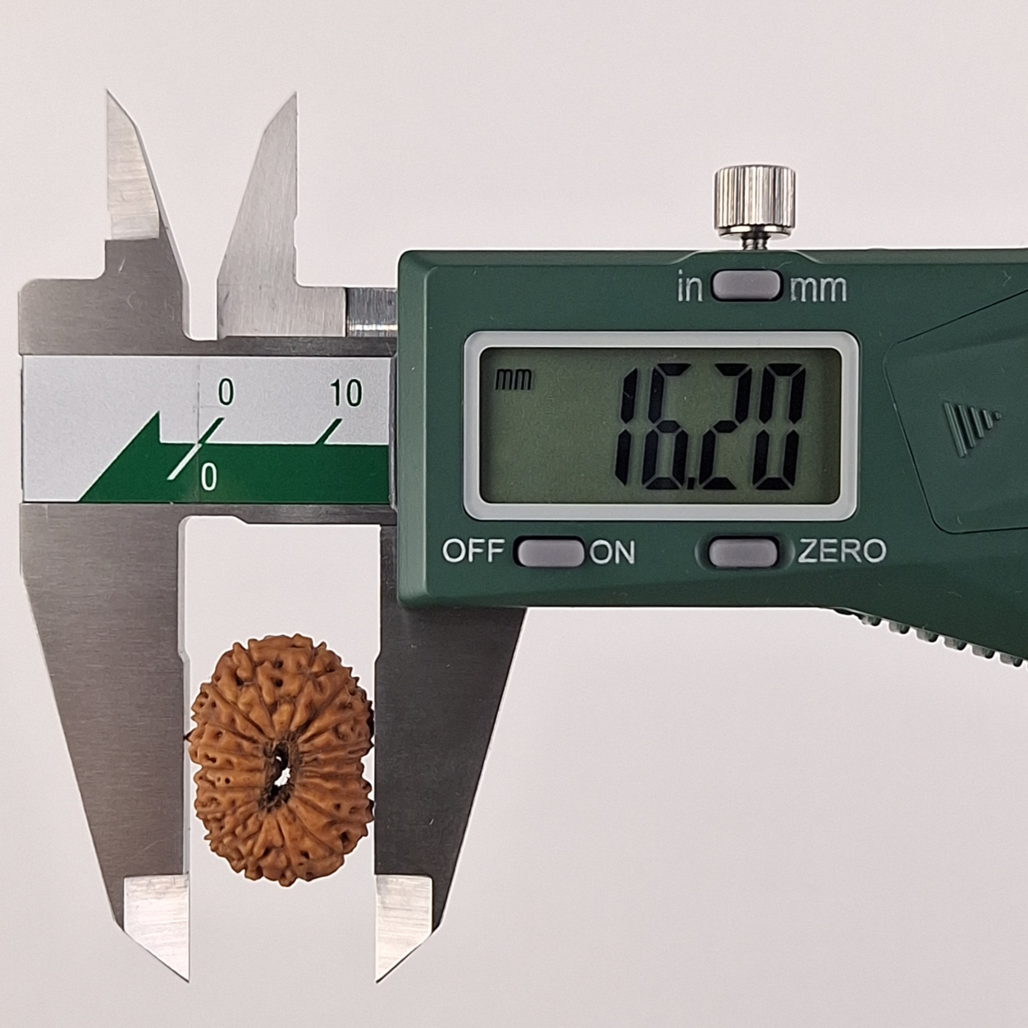 19 Mukhi Java Rudraksha 16.20 mm width measurement