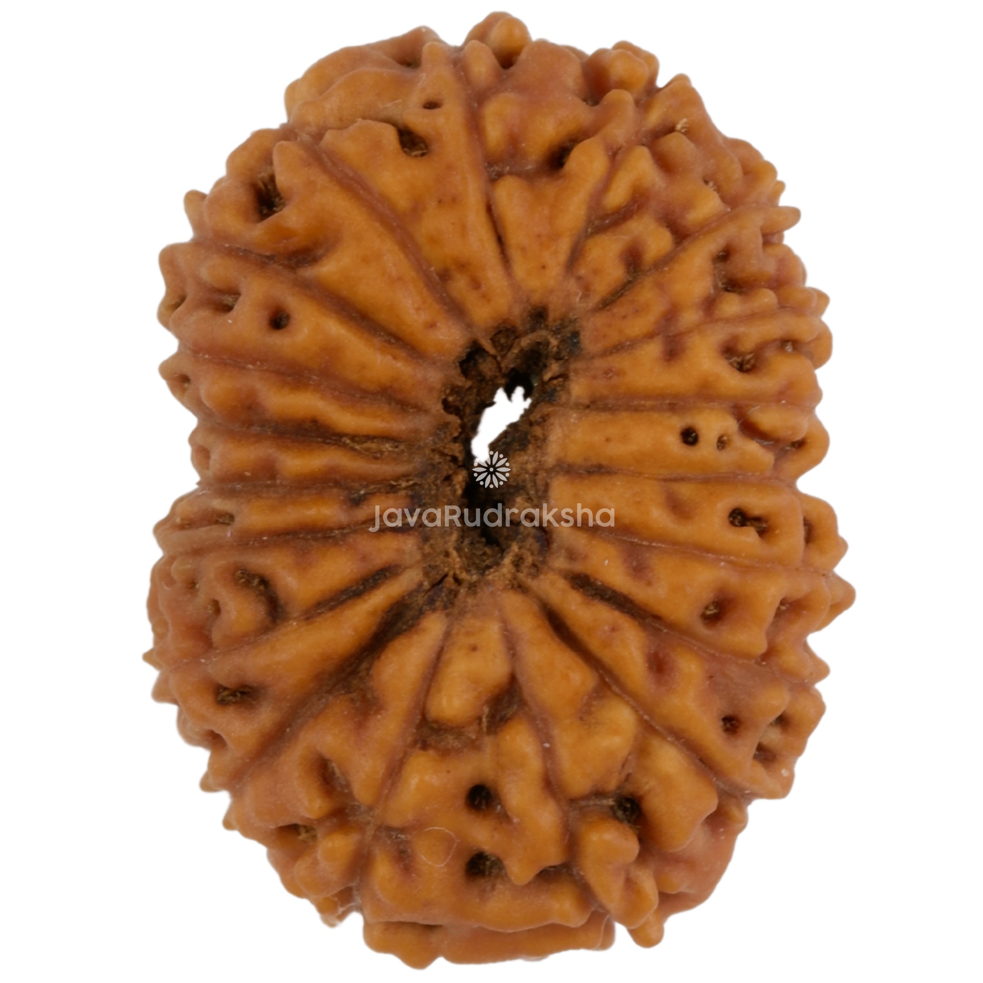 19 Mukhi Java Rudraksha 21.90 mm bottom view