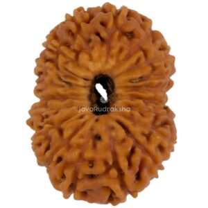 19 Mukhi Java Rudraksha 21.90 mm top view