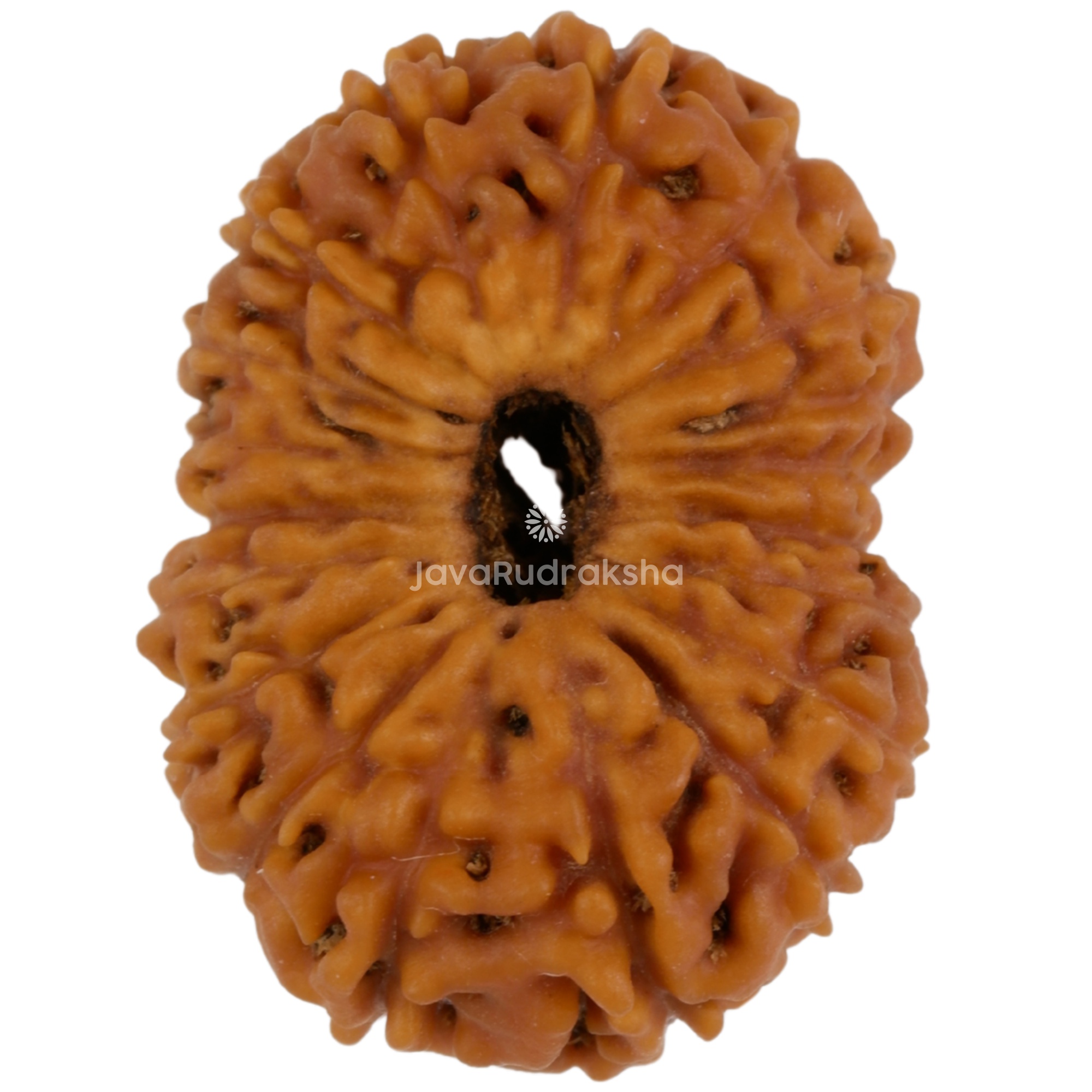 19 Mukhi Java Rudraksha 21.90 mm top view