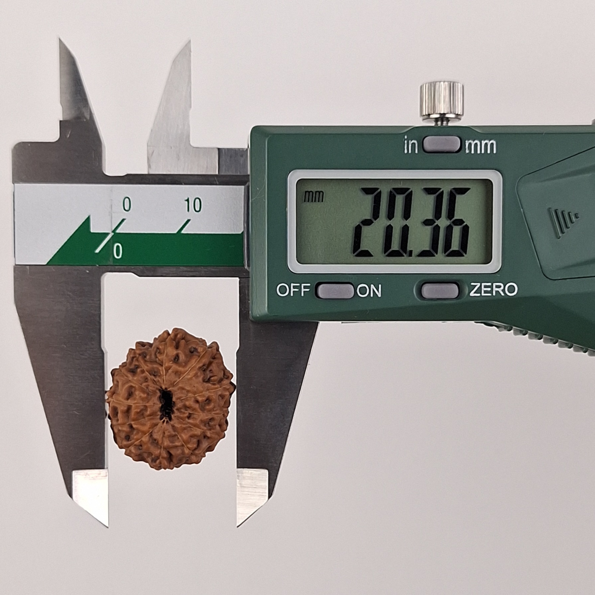 12 Mukhi Java Rudraksha 20.36 mm width measurement