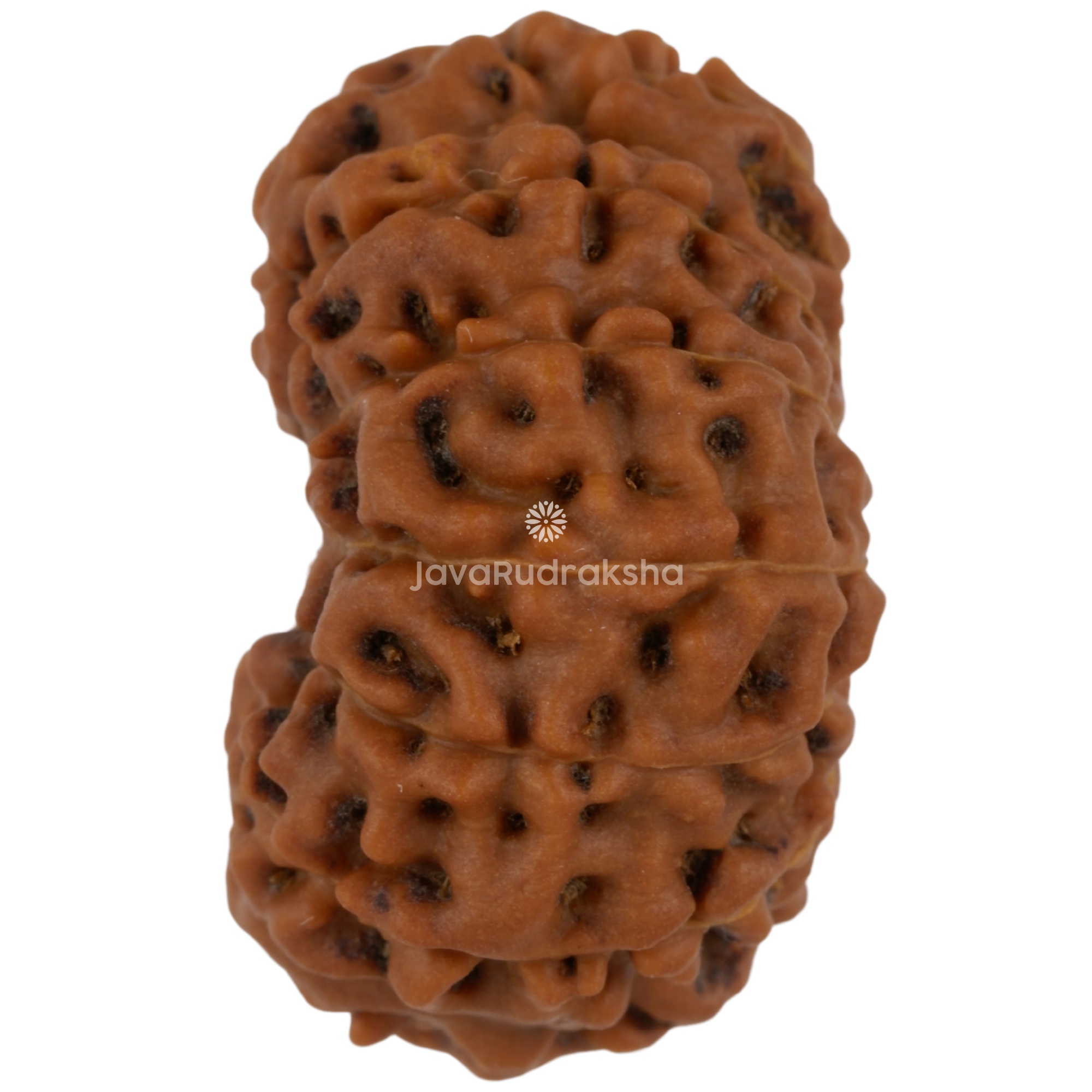 12 Mukhi Java Rudraksha 23.20 mm left side angle