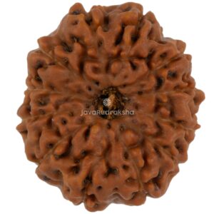 12 Mukhi Java Rudraksha 23.20 mm top view