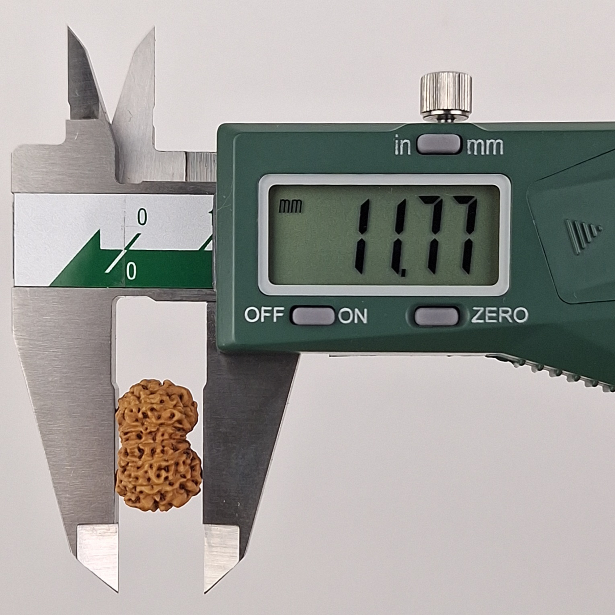 14 Mukhi Java Rudraksha 11.77 mm depth measurement