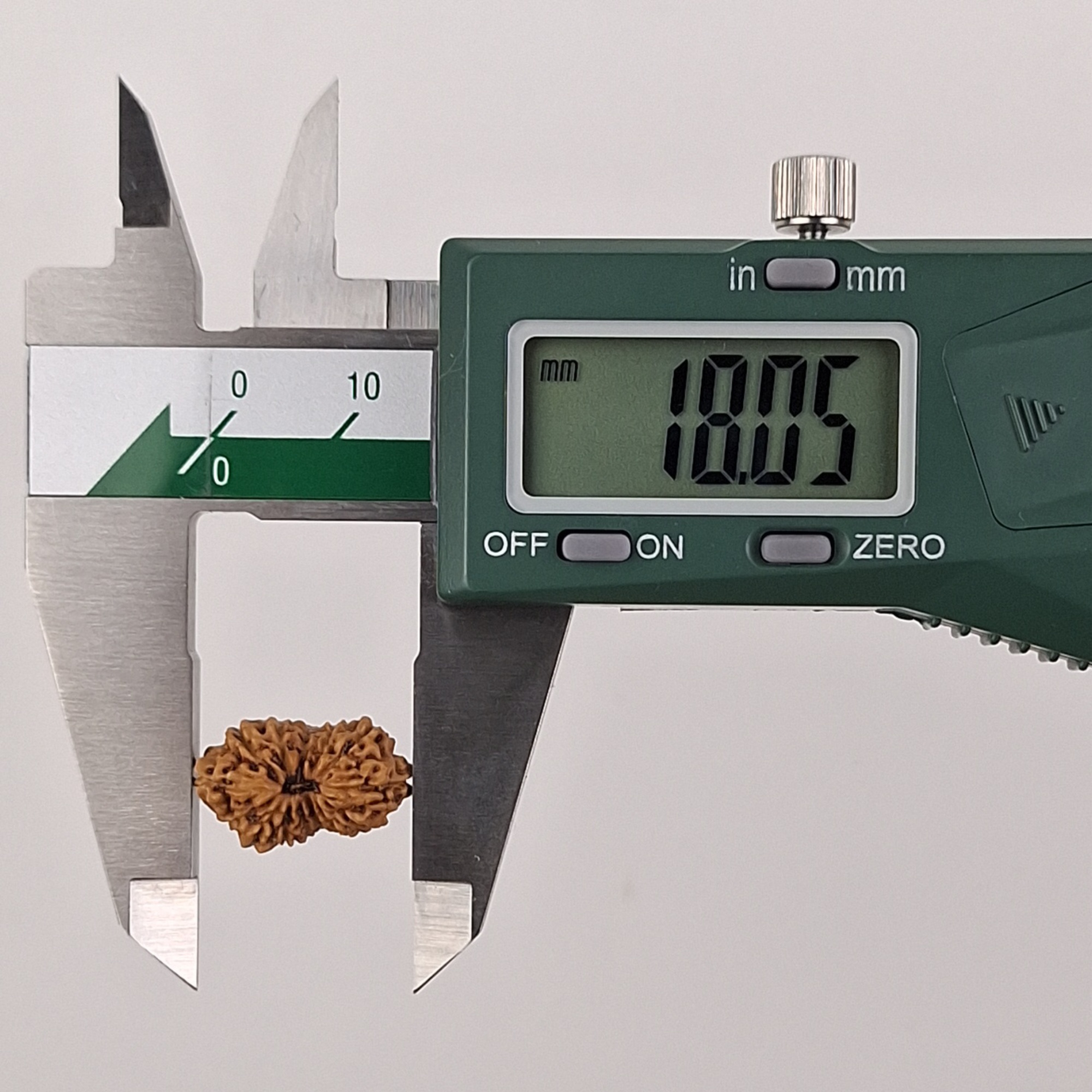 14 Mukhi Java Rudraksha 18.05 mm length measurement