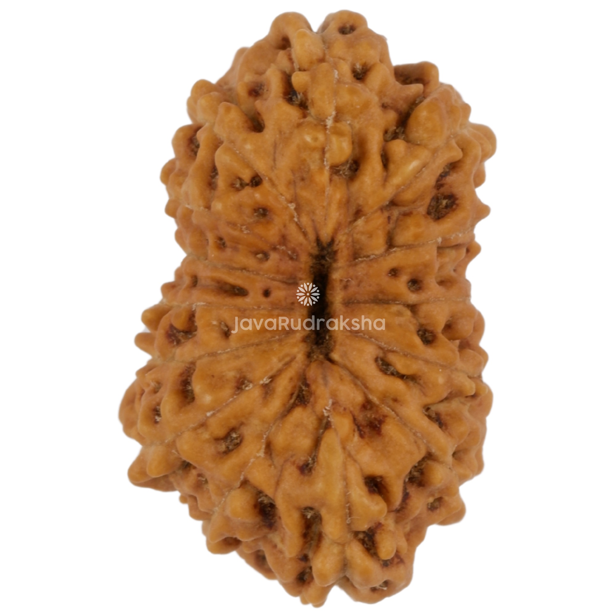 14 Mukhi Java Rudraksha 18.05 mm bottom view