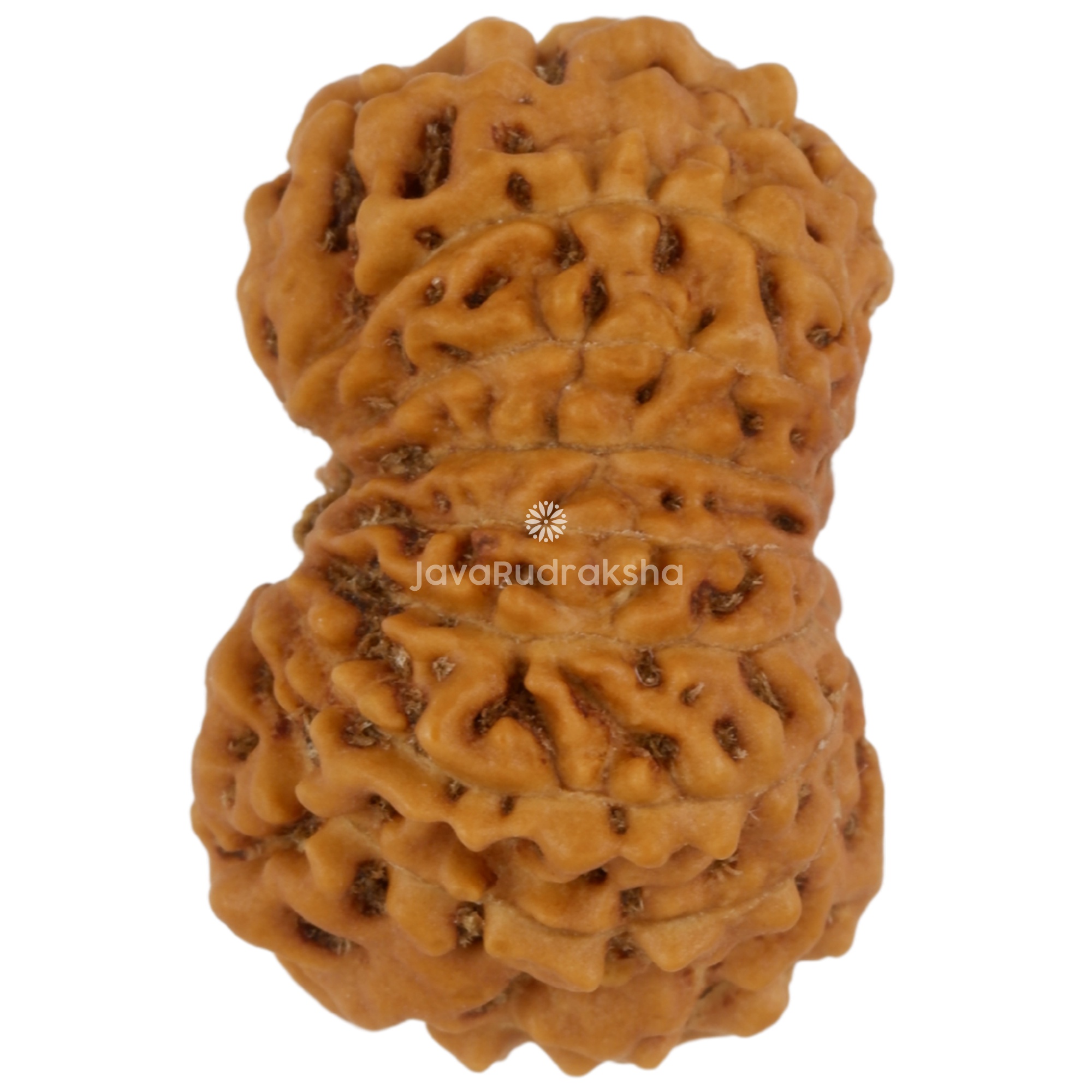 14 Mukhi Java Rudraksha 18.05 mm left side angle