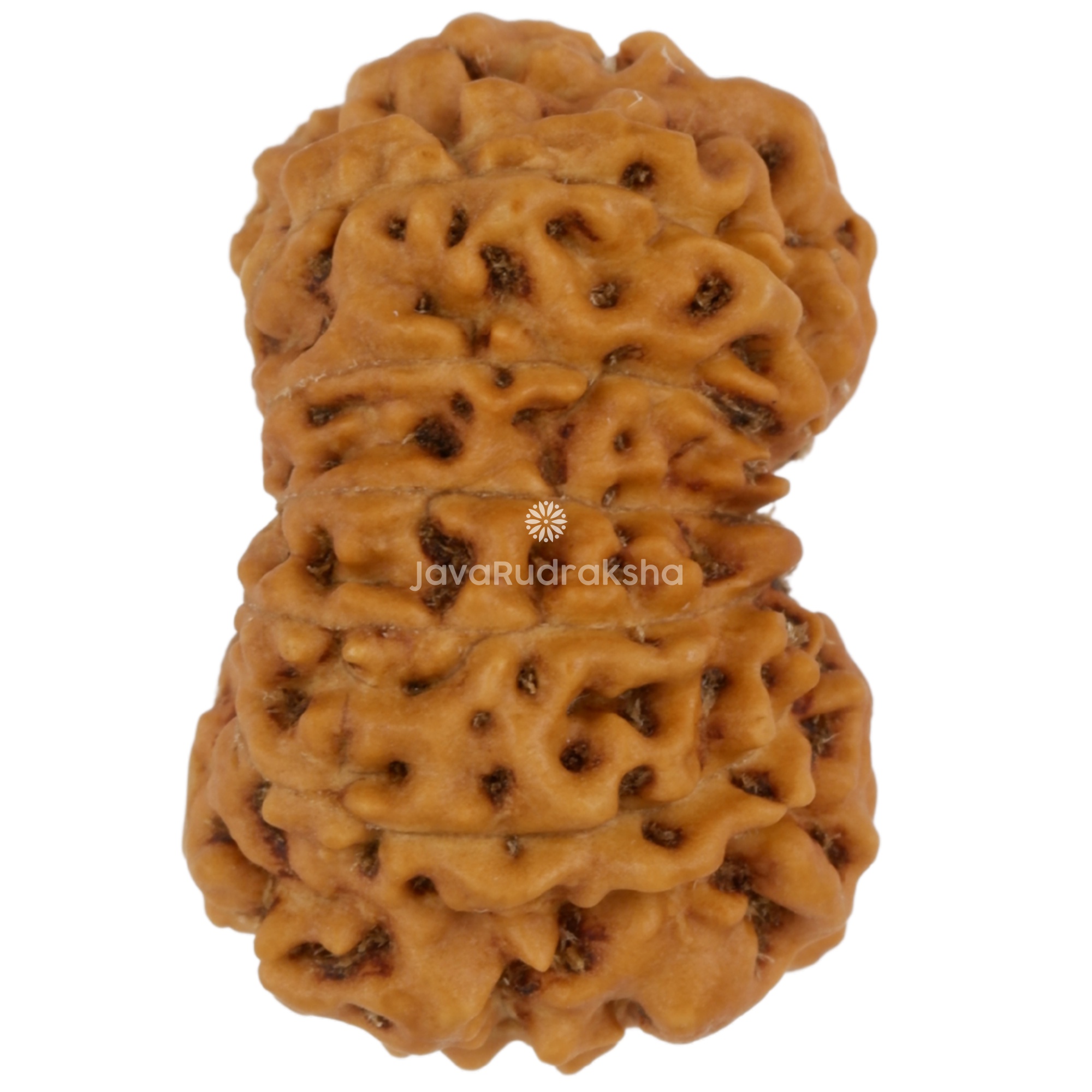 14 Mukhi Java Rudraksha 18.05 mm right side angle
