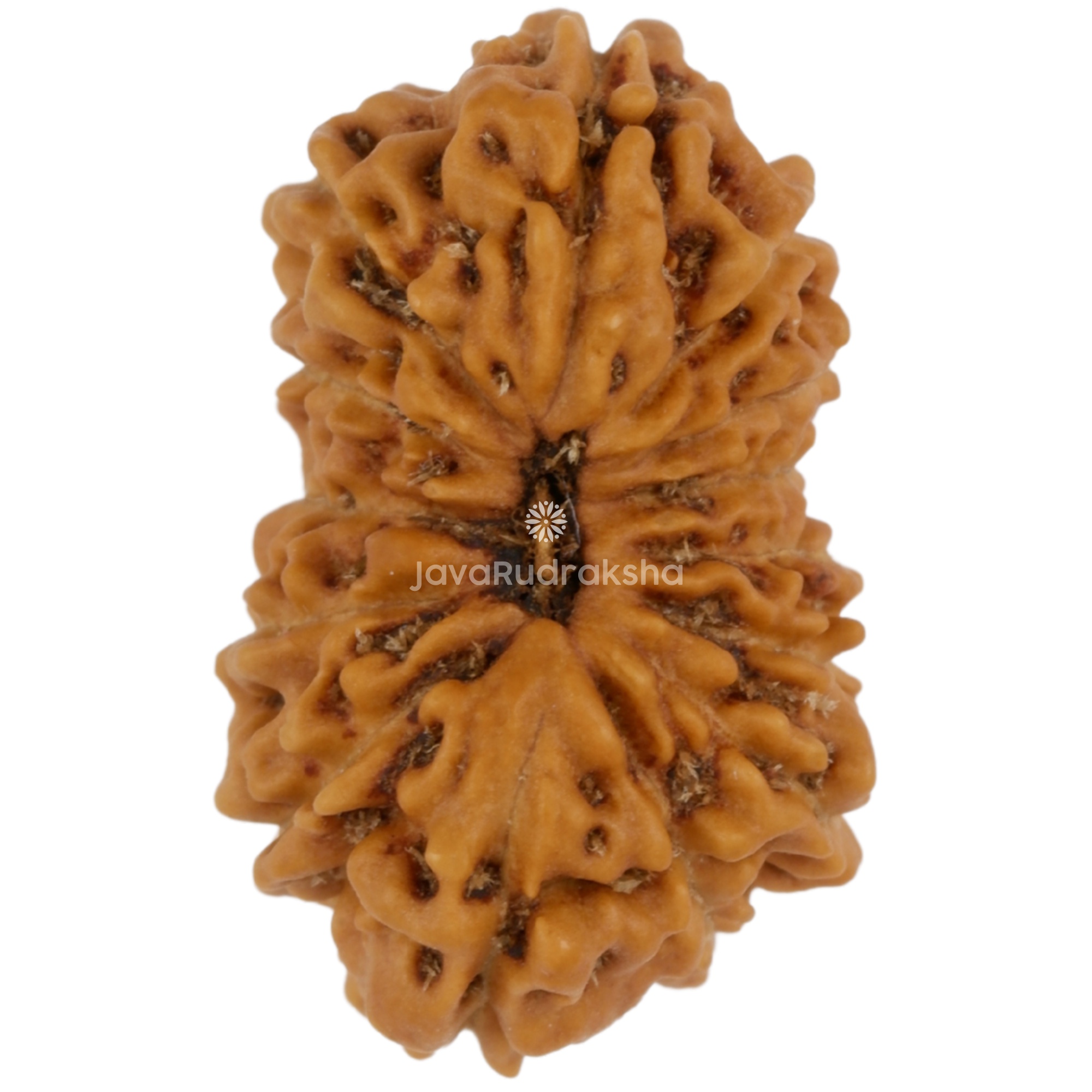 14 Mukhi Java Rudraksha 18.05 mm top view