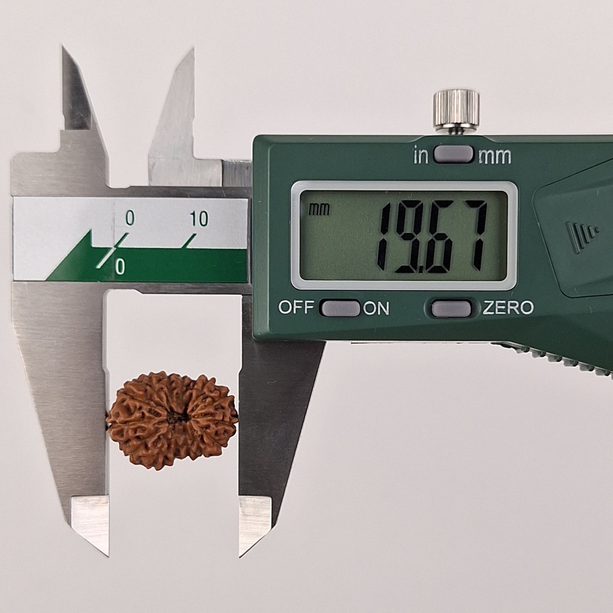 14 Mukhi Java Rudraksha 19.67 mm length measurement