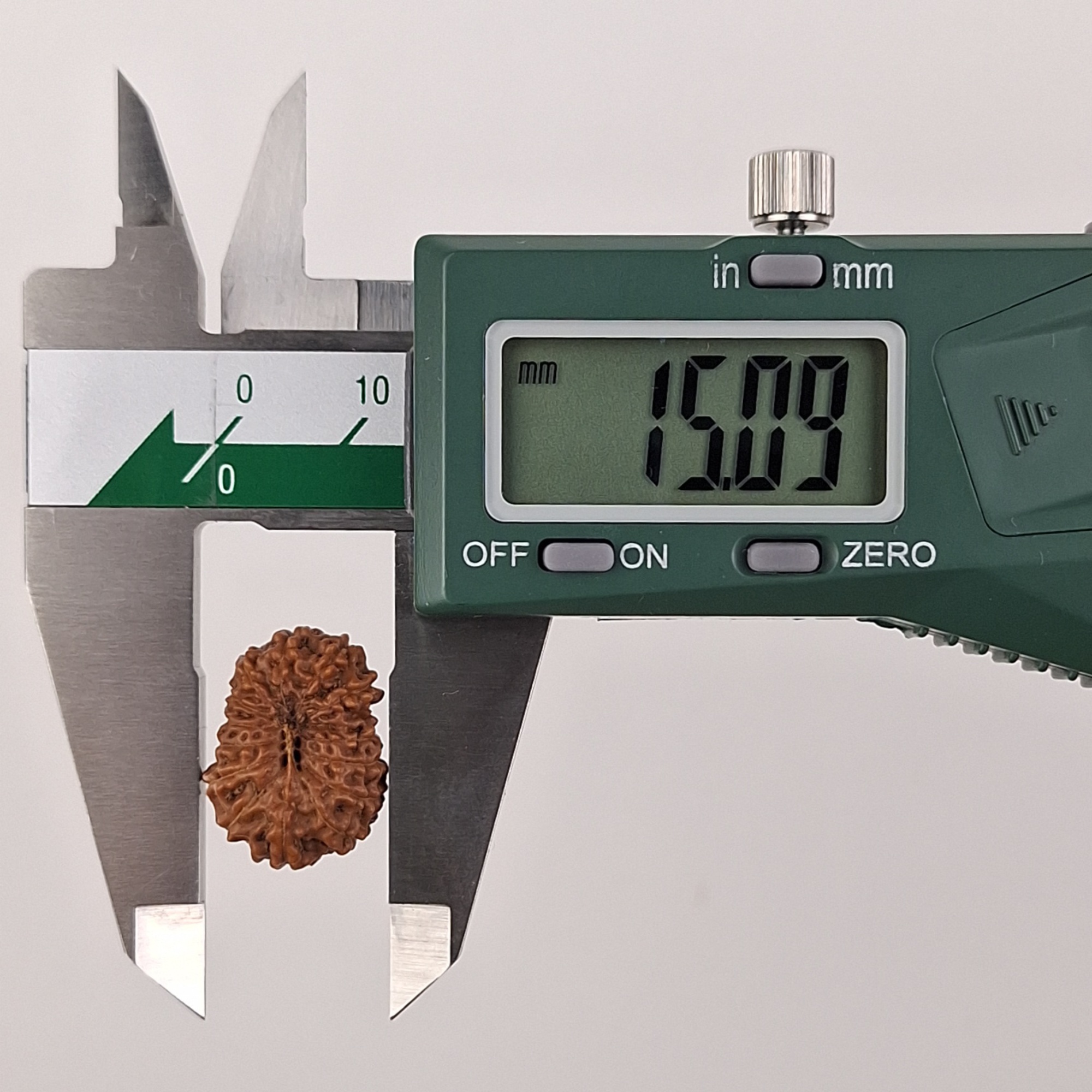 14 Mukhi Java Rudraksha 15.09 mm width measurement