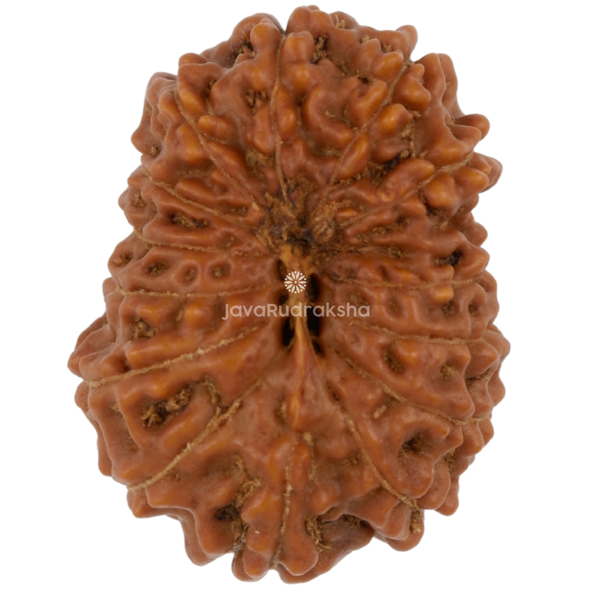 14 Mukhi Java Rudraksha 19.67 mm bottom view