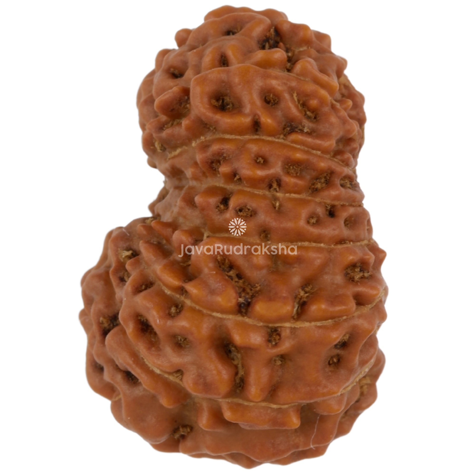 14 Mukhi Java Rudraksha 19.67 mm left side angle